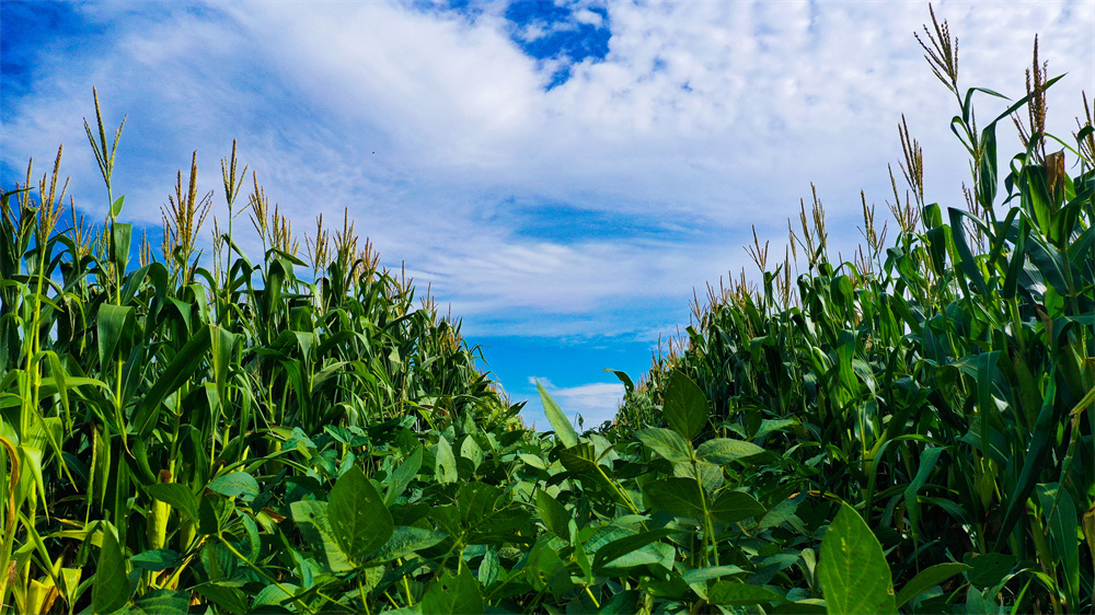 20220909 云台4000余亩玉米大豆长势喜人丰收在望.jpg