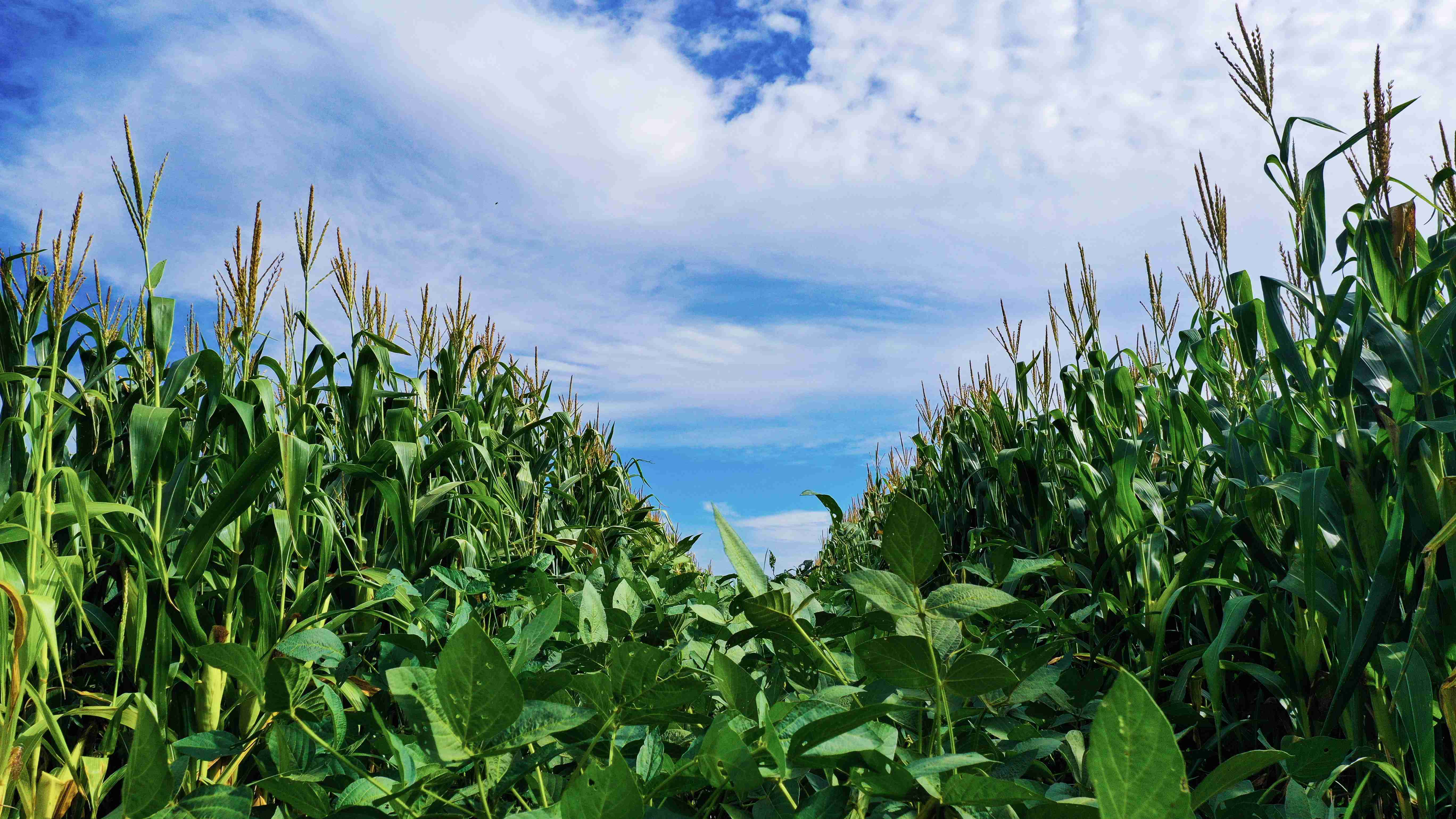 20220909 云台4000余亩玉米大豆长势喜人丰收在望_1(1).jpg