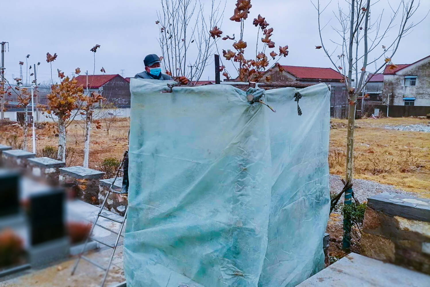 20231215树木穿上“防寒衣” 防冻保暖抗寒流1.jpg