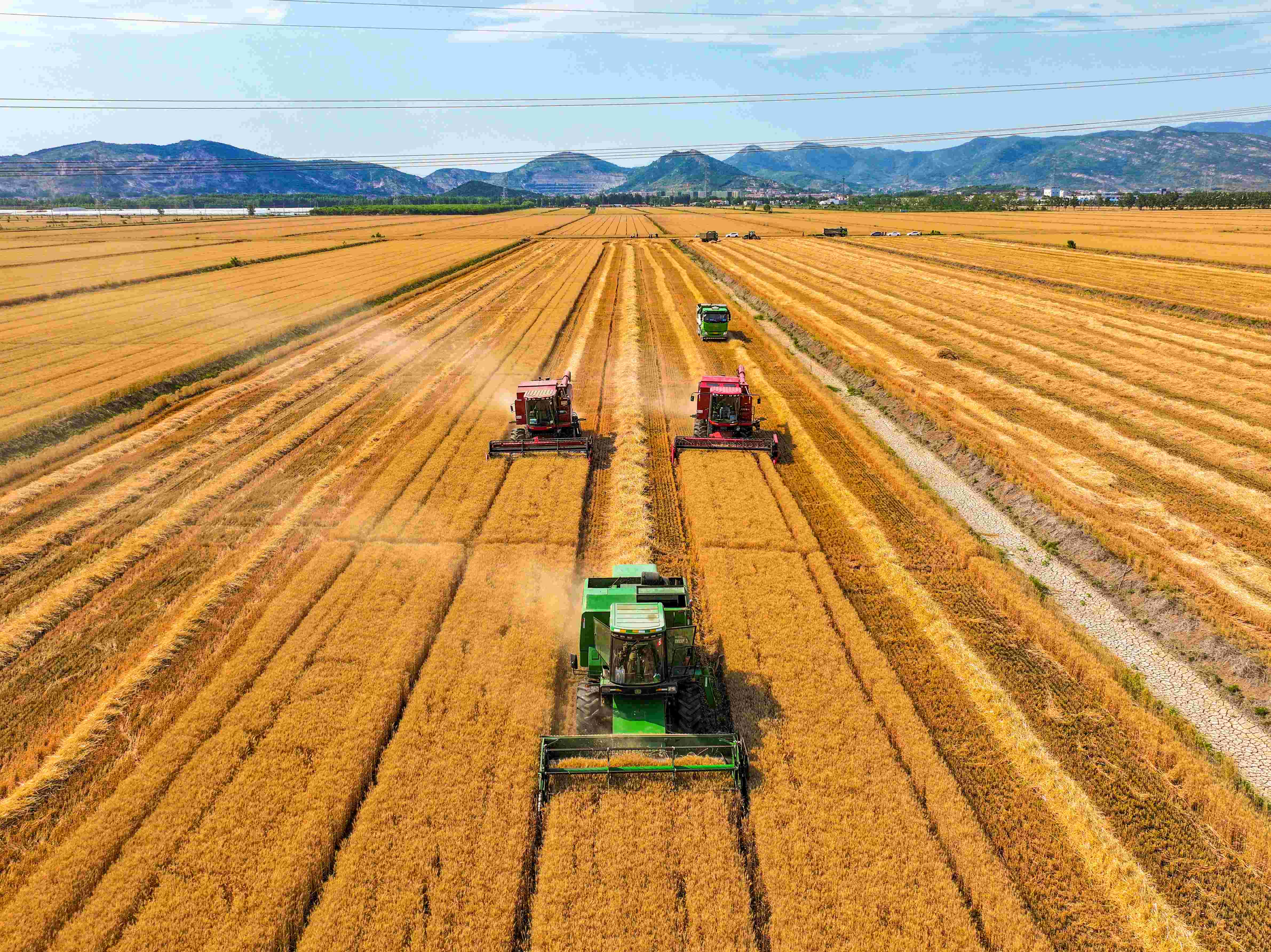 1717463124350206.jpg 20240603 云台农场小麦开镰收割丰收景象喜人 (2)(1).jpg