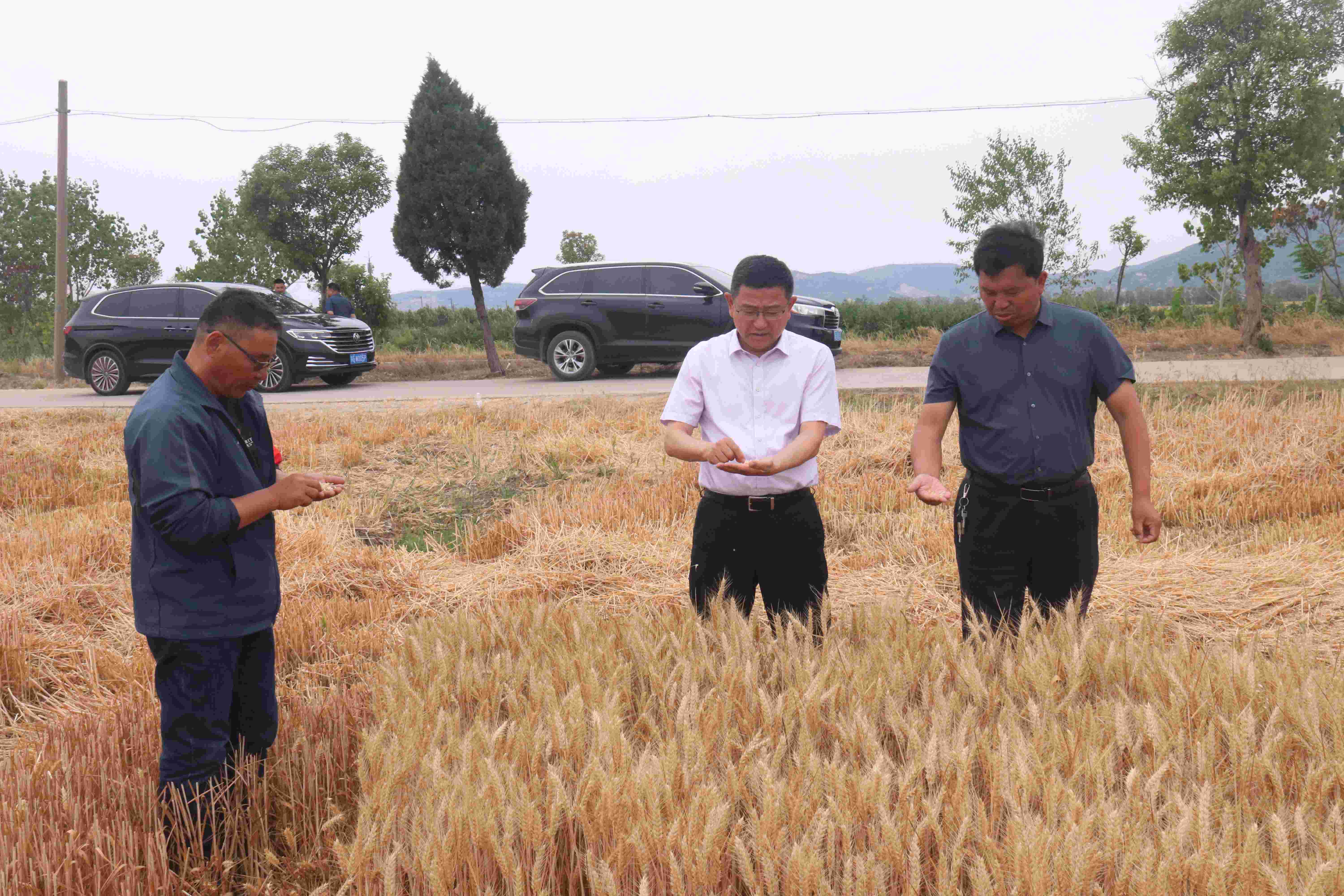 20240610 精准指挥  科学运筹    云台“三夏”稳步推进(1).jpg