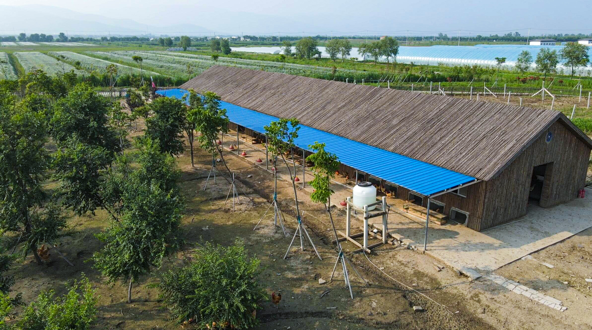 20240822 云台：林下“走地鸡”产销旺.jpg