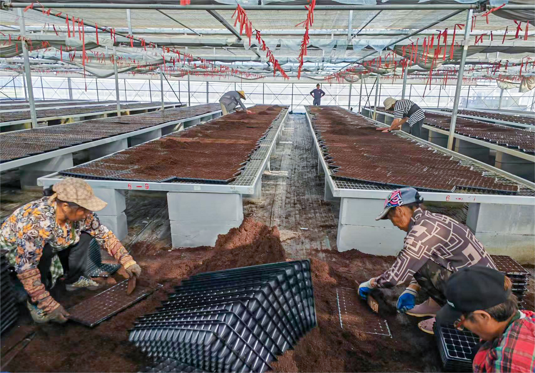 20240924 抢抓农时不停歇 兴垦科技高效完成120亩油菜播种任务.jpg