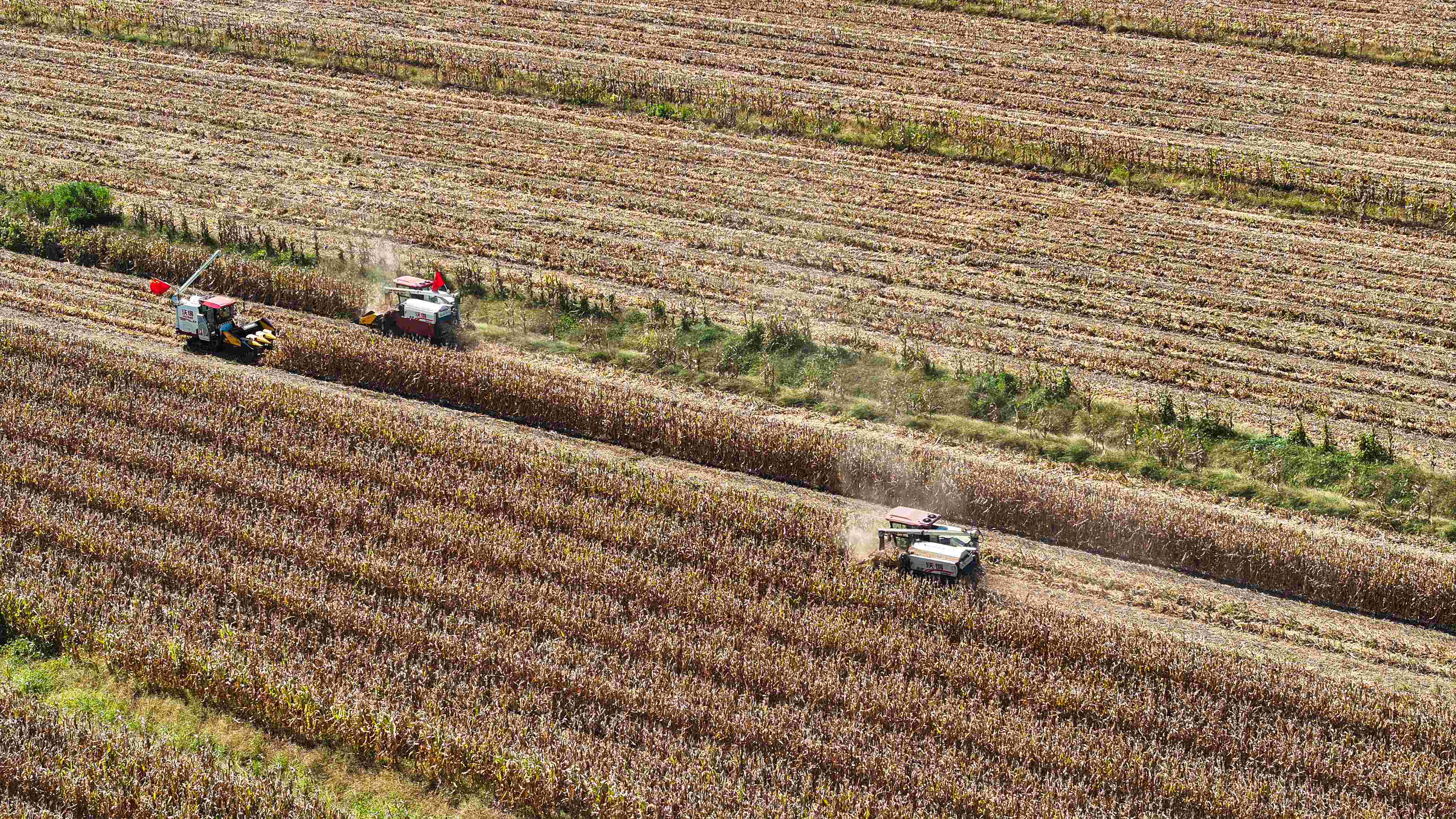 20241008 “粮”辰美景扬“丰”帆，云台处处好“丰”景(1).jpg