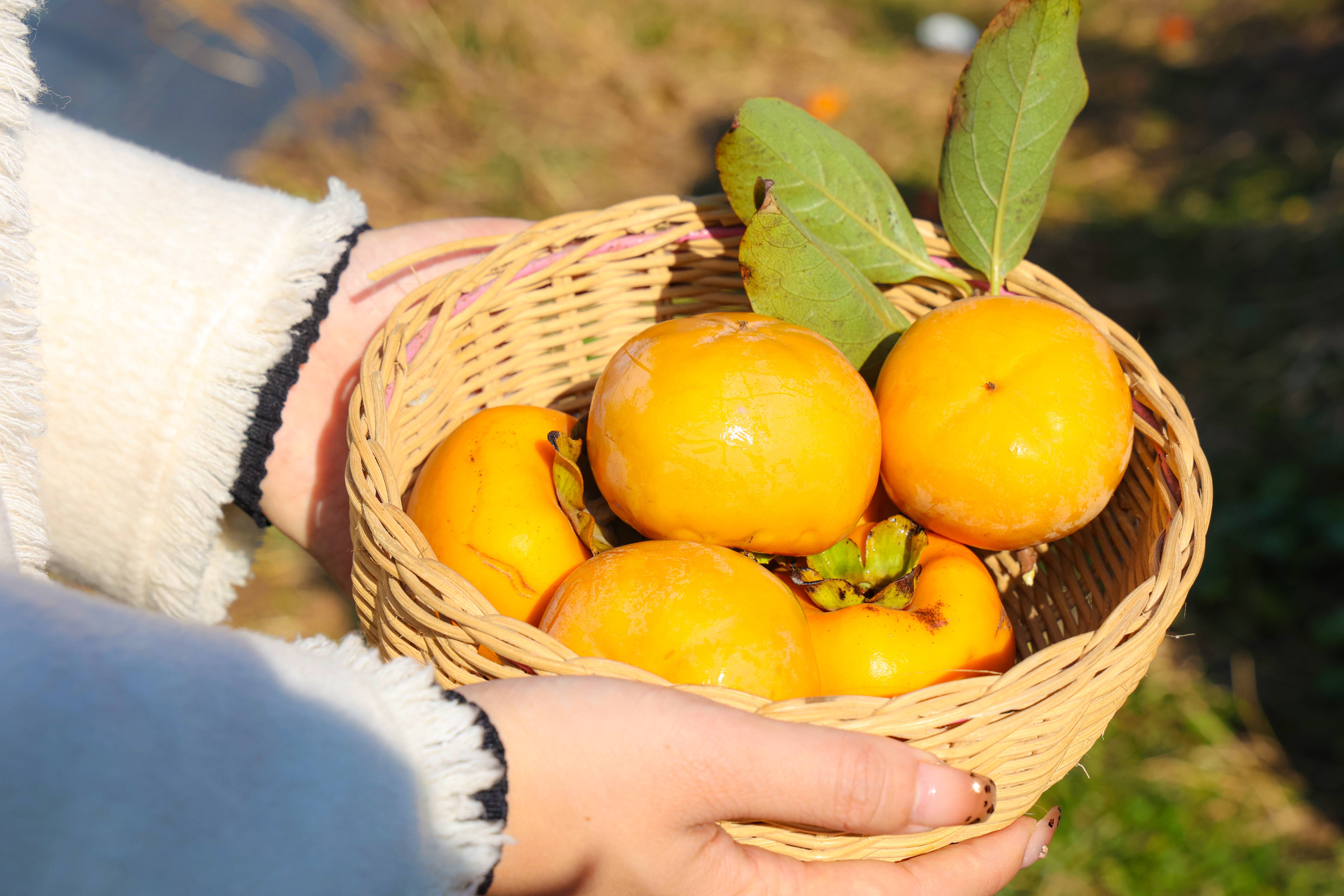 20241029 云台：好“柿”正当时 (1)(1).jpg