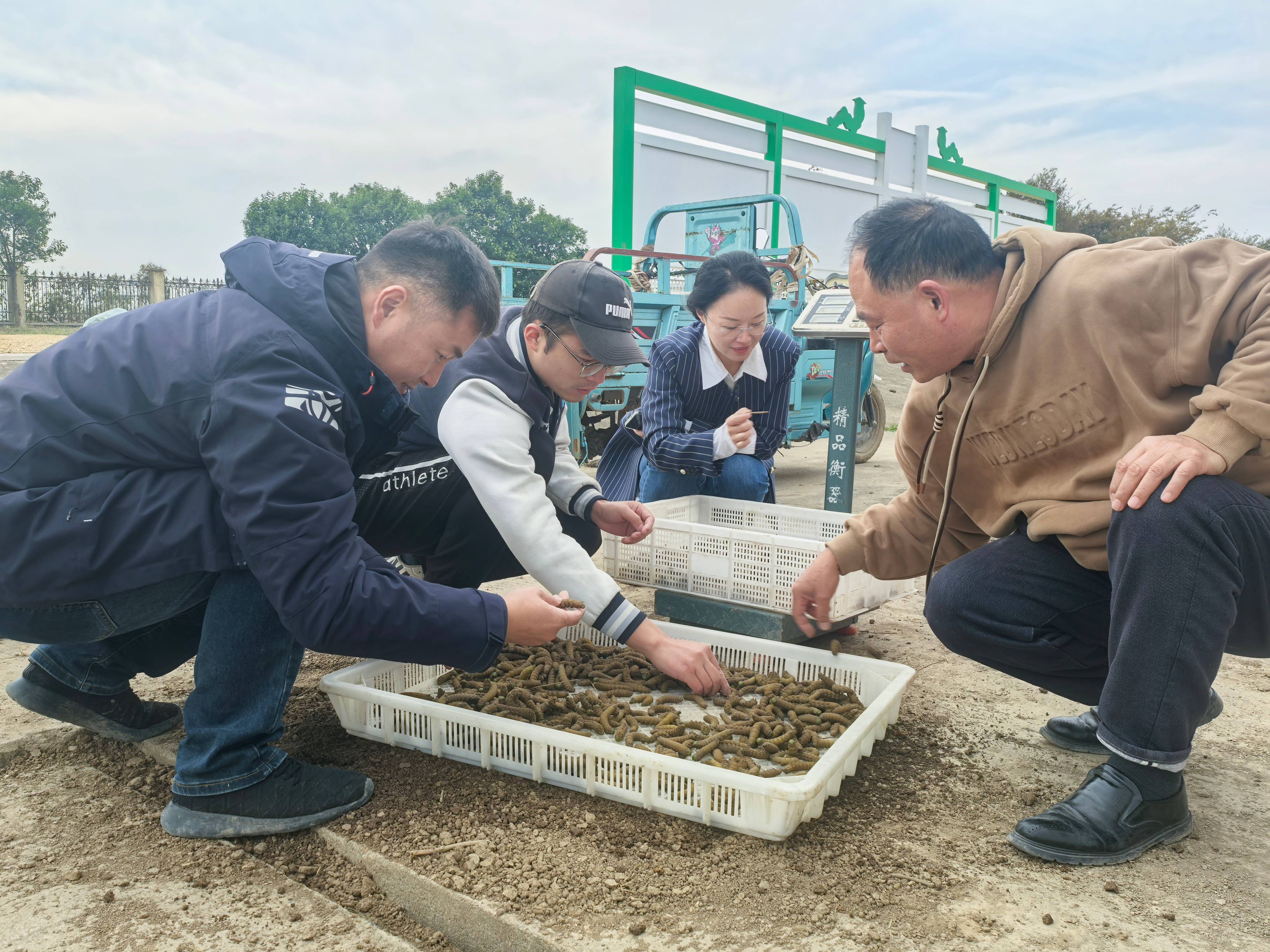 20241025 云台农场：从豆丹“选美比赛”到“生娃大计”（挑选豆丹种豆）(1).jpg