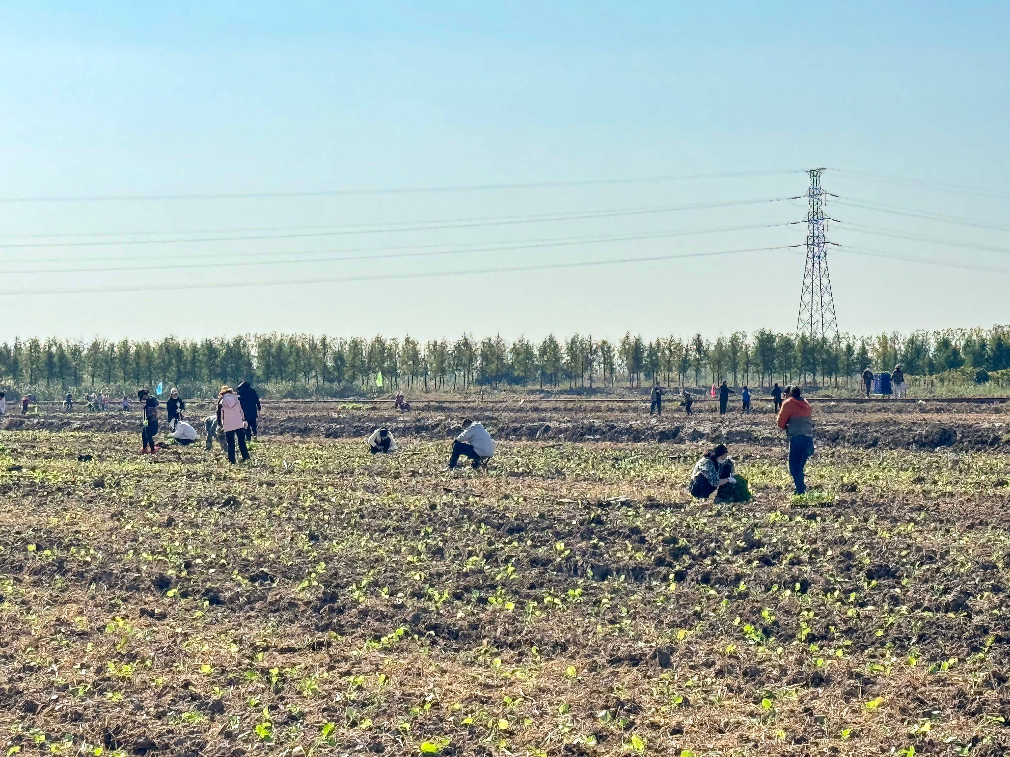 20241105 云台：“田间比武”打造“硬核”产业工人队伍(1).jpg