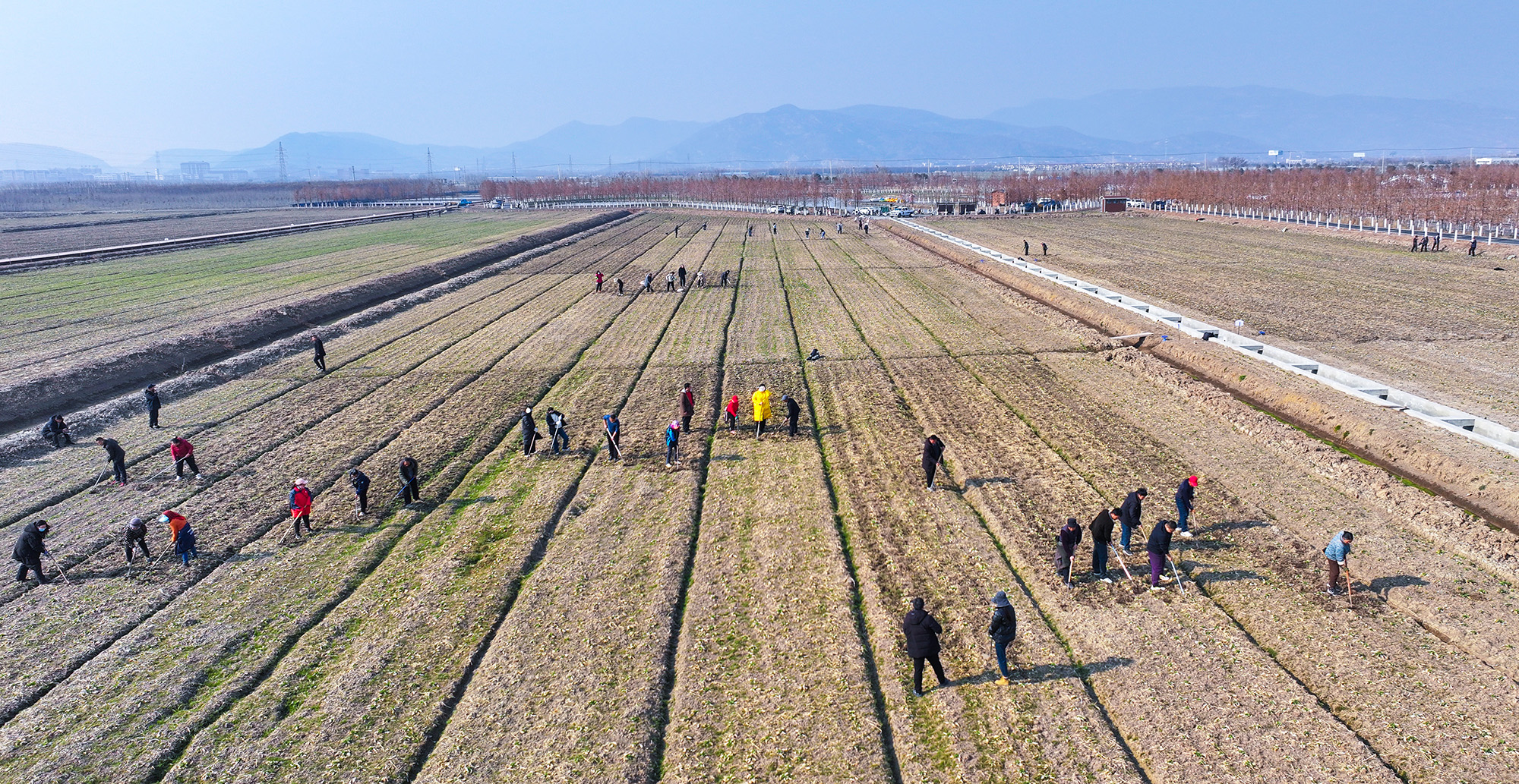 20250226 云台：春回大地 油菜田管护正当时 (1).JPG