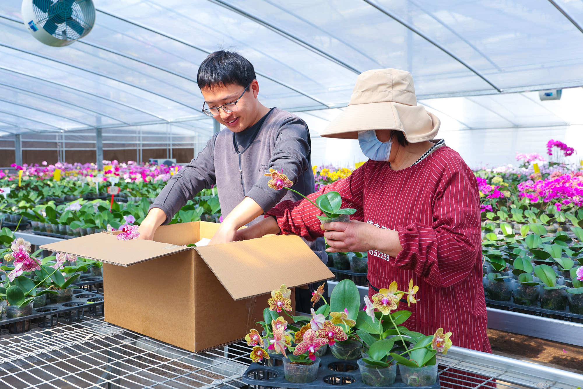 1743414908187030.jpg 20250331 “花经济”绽放新活力 1500株蝴蝶兰打包装箱(1).JPG