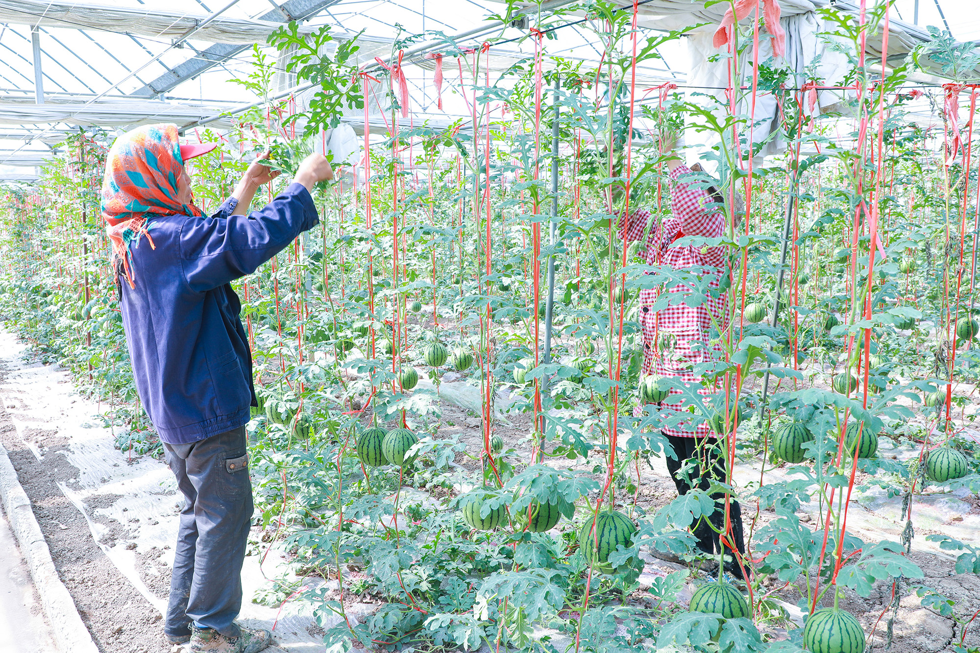 1746753581286069.jpg 20250507 云台农场吊蔓西瓜喜迎丰收.JPG