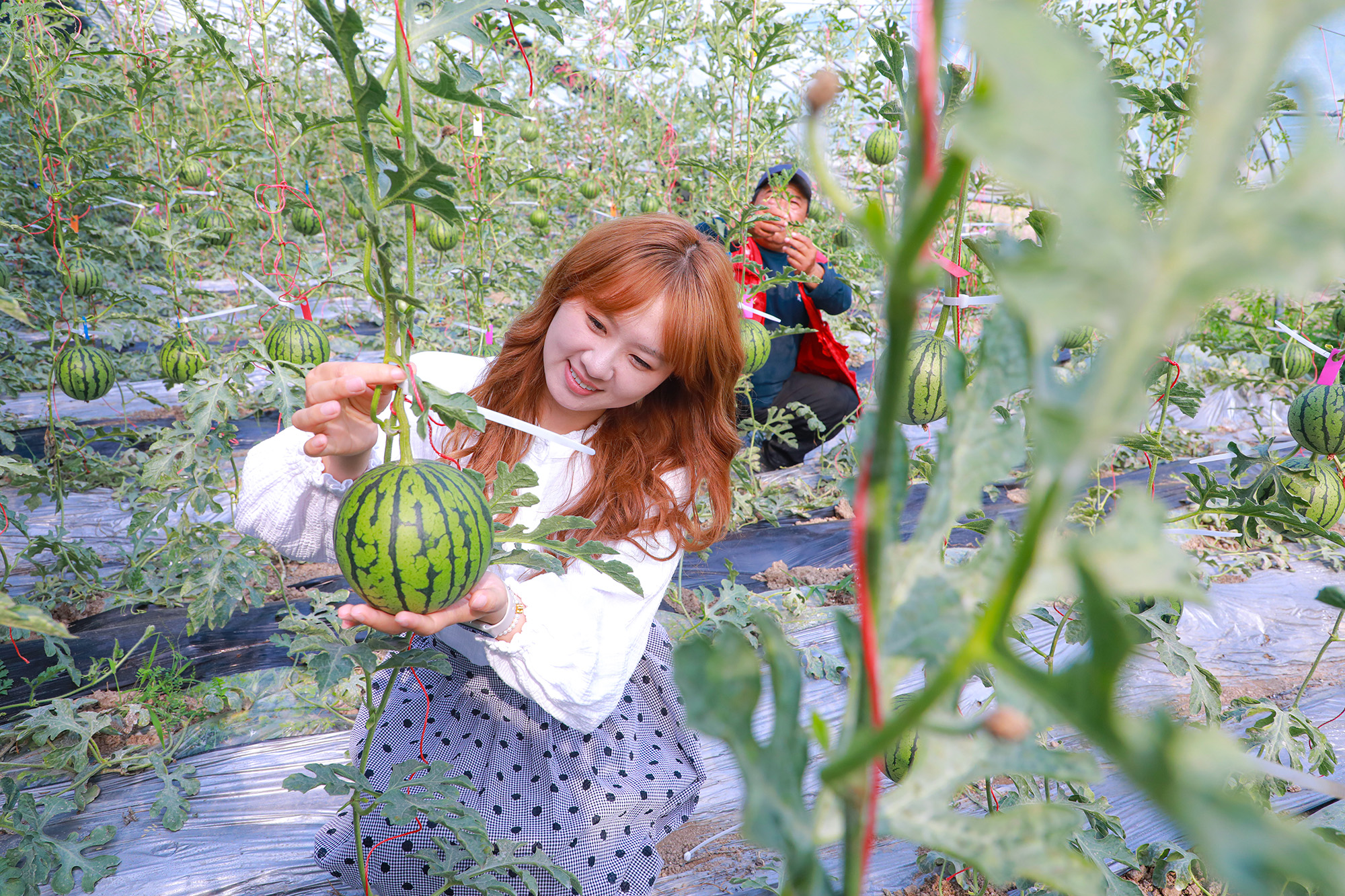 20250512 云台：“吊瓜”变“金”瓜 致富“顶呱呱” (3).JPG