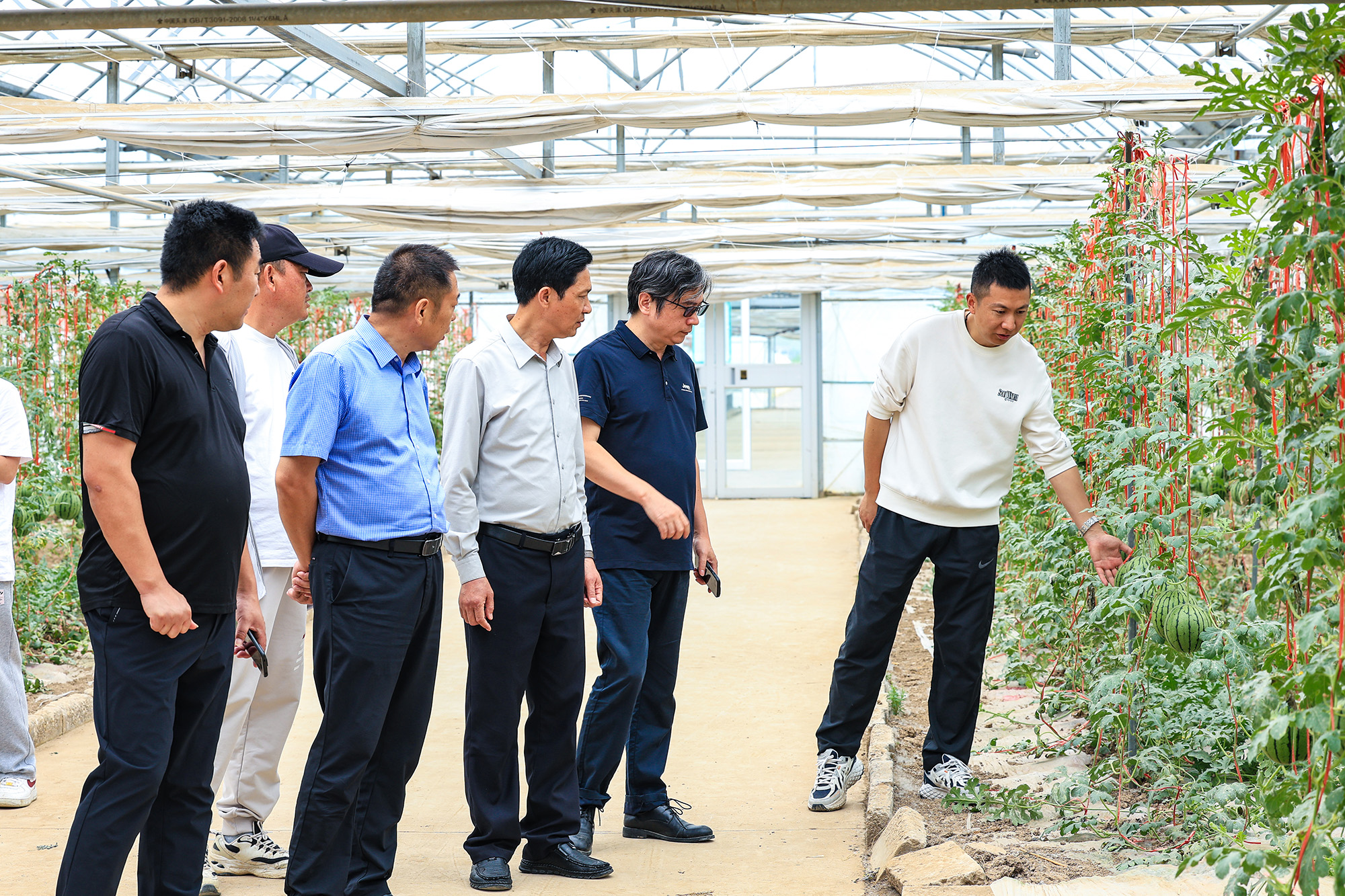 20250515台湾农友考察云台农场西瓜种植 共商新品种合作 (2).JPG