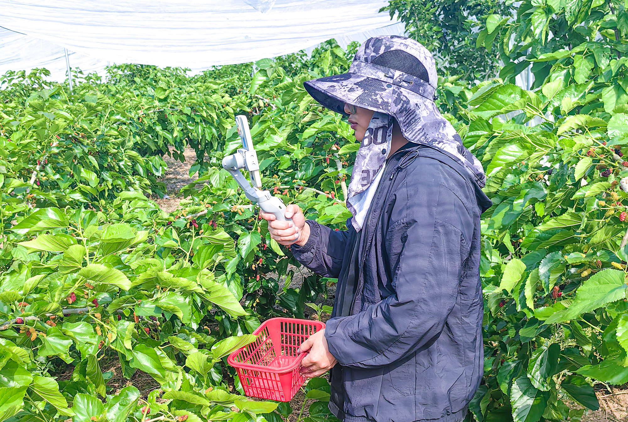 1747618697349185.jpg 20250516 云台农场线上直播卖桑葚,三天销售额破万元 (1).jpg