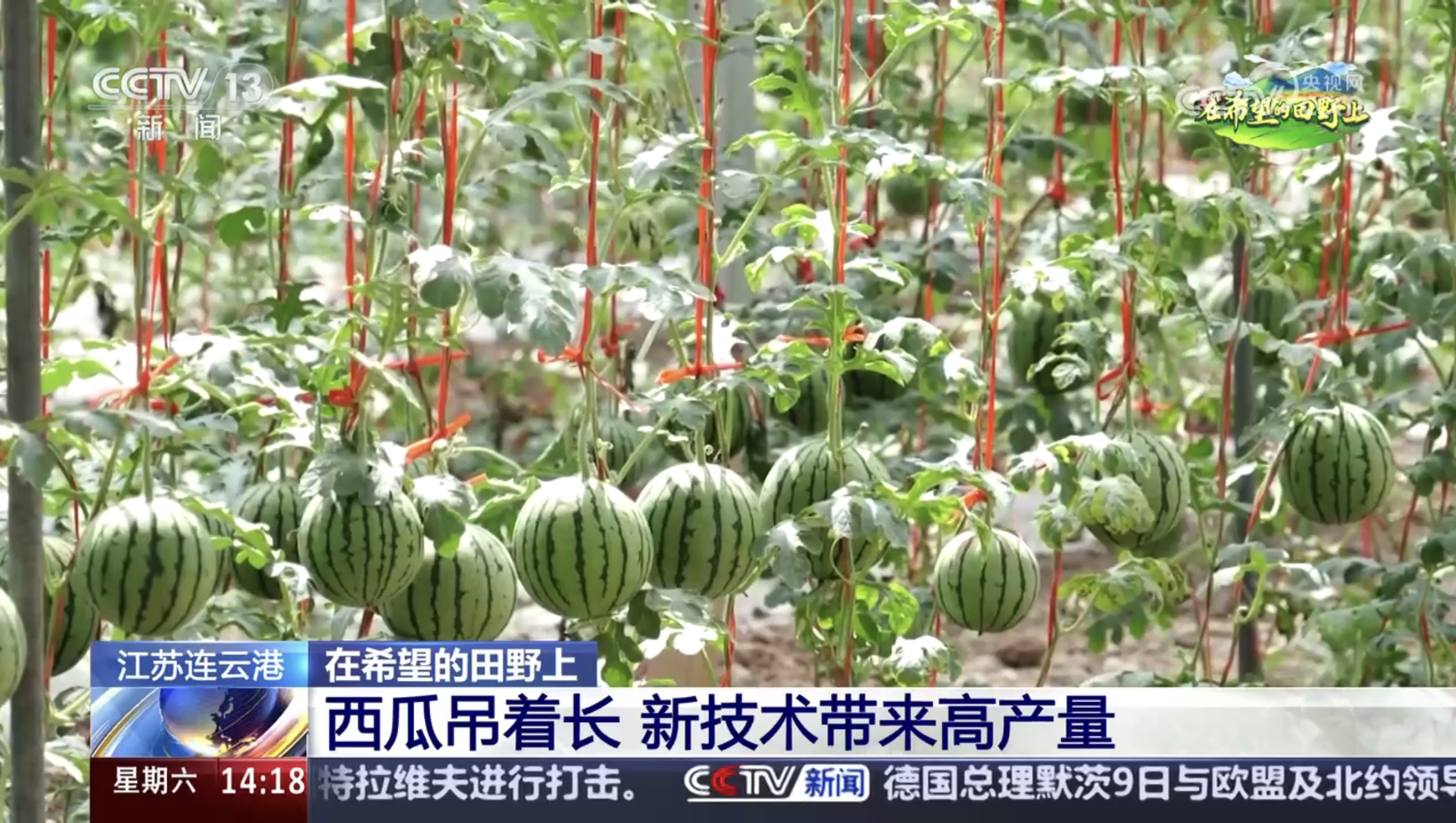 1747699963926425.jpg 20250519 西瓜为什么是“挂”着长的?揭秘云台农场的黑科技种植 (3).jpg