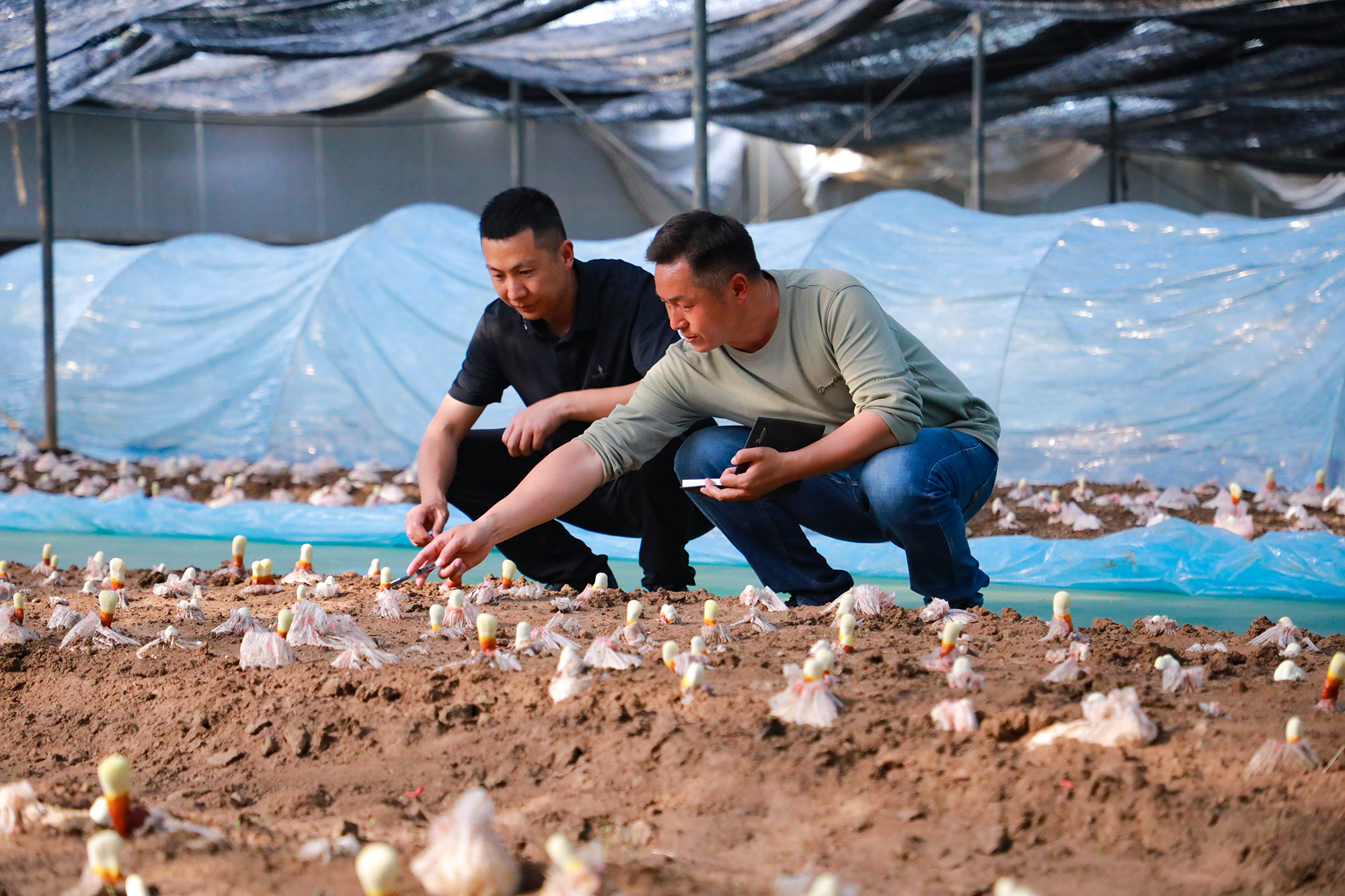 1747883251257206.jpg 20250522 云台灵芝已露“尖尖角”(1).JPG