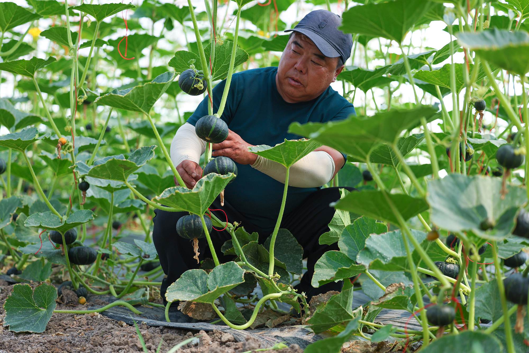 20250528 采摘正当时！云水湾贝贝南瓜邀您共享丰收喜悦（2）.JPG