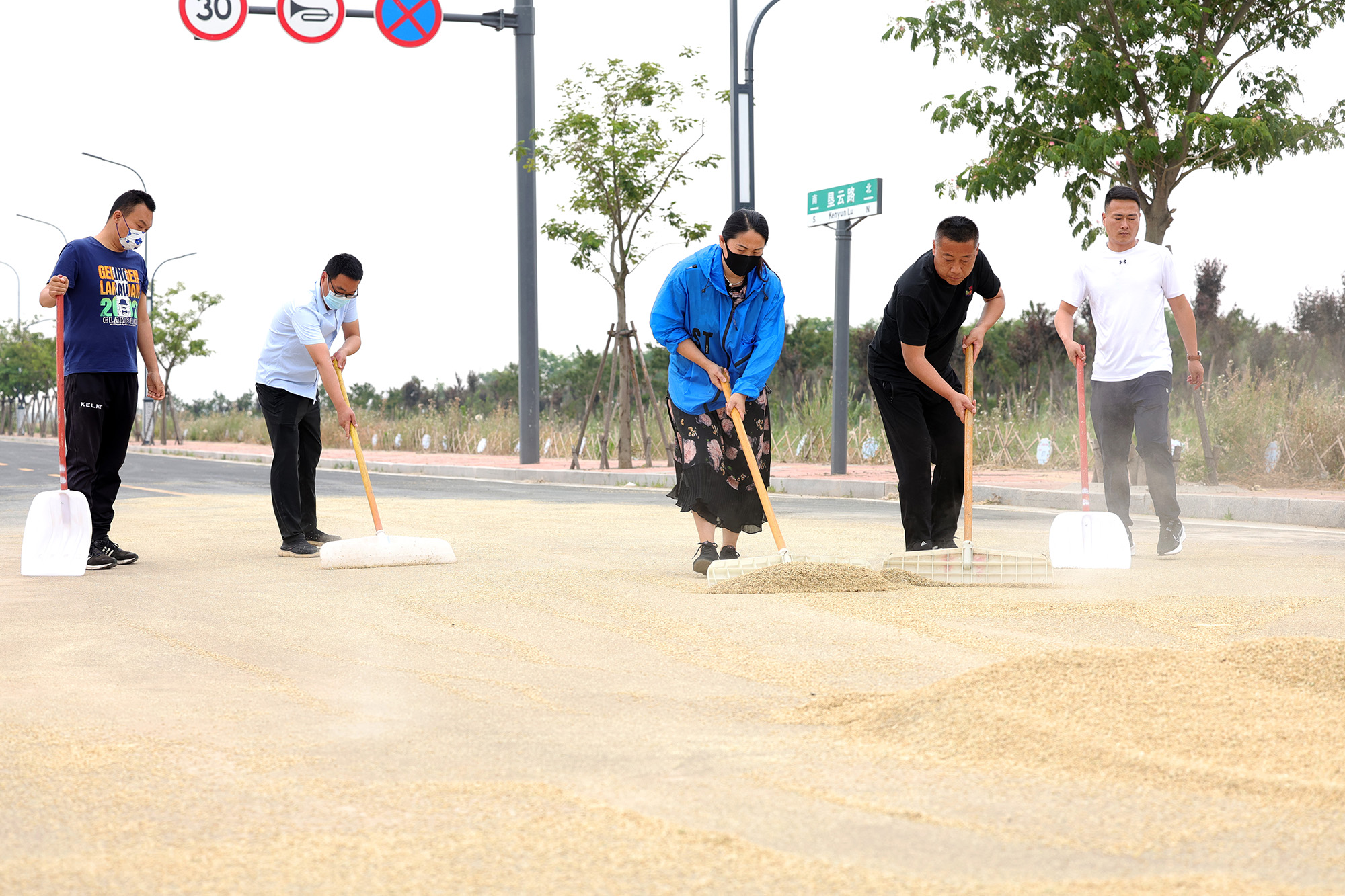 党员志愿者 “三夏” 显担当，全力护航粮食丰收 (1).jpg