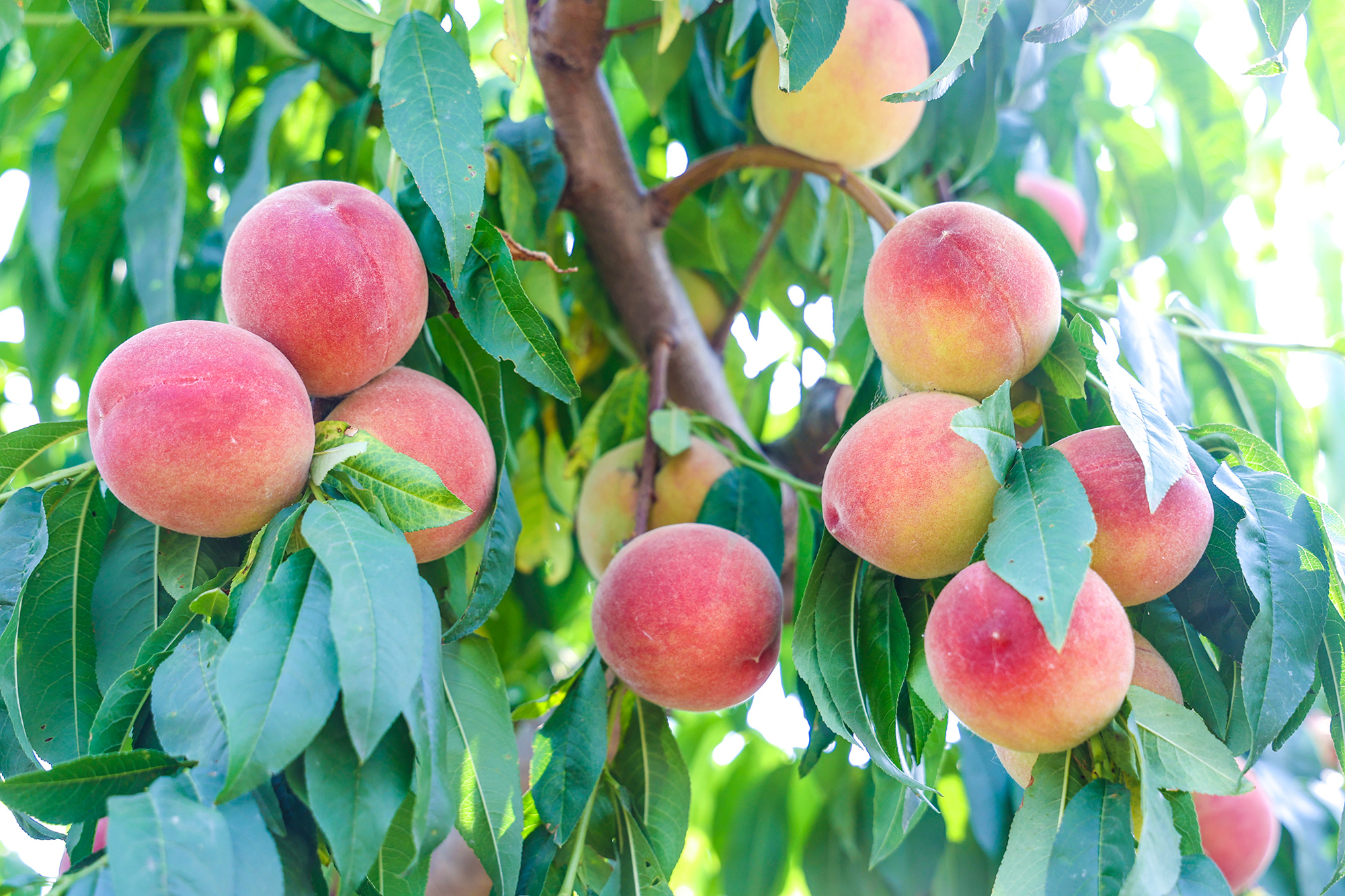 1750386714688501.jpg 20250619 云台农场迎来鲜桃采摘 (3).JPG