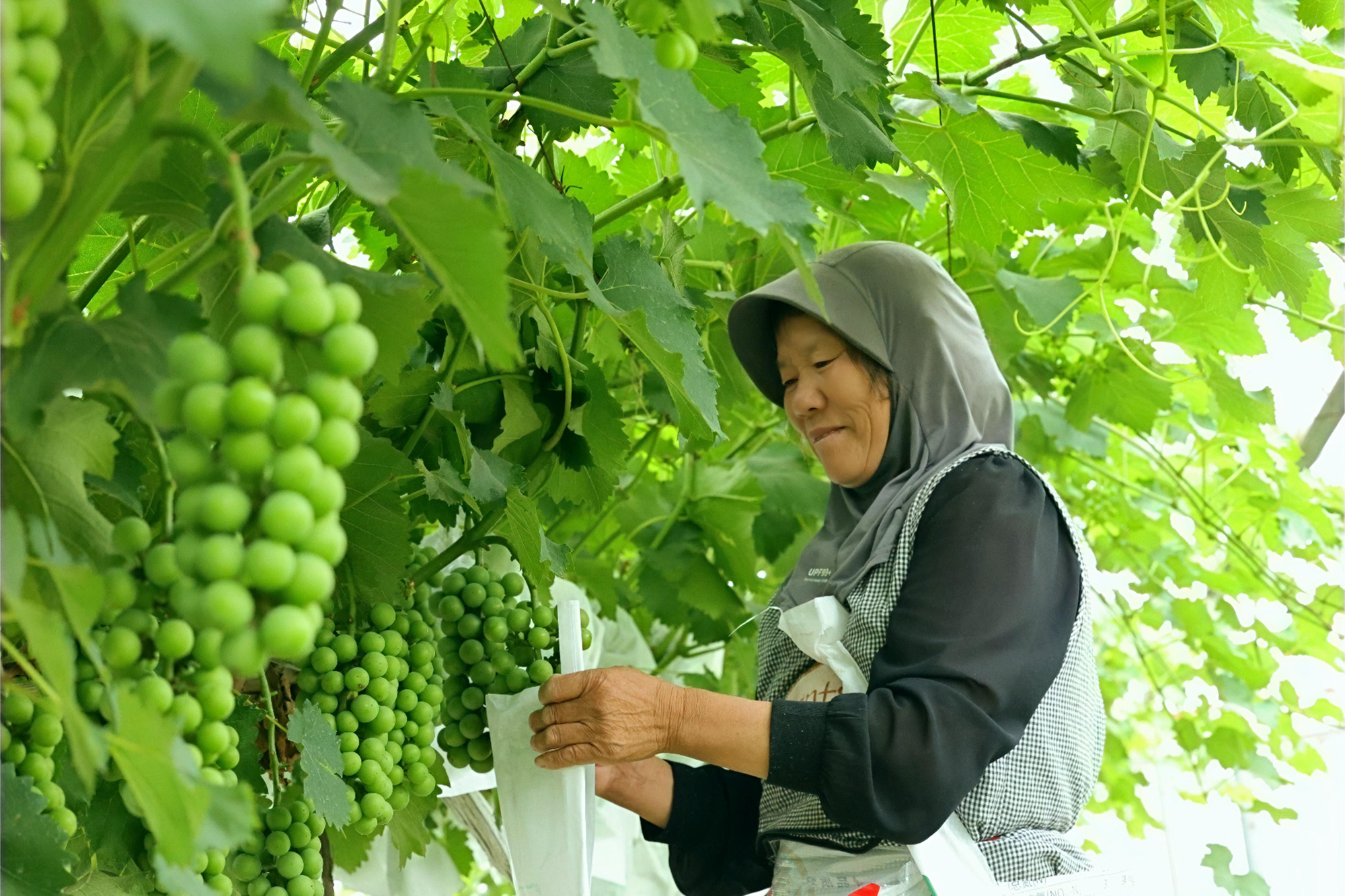 20250624葡萄穿上防护服 (2).JPG