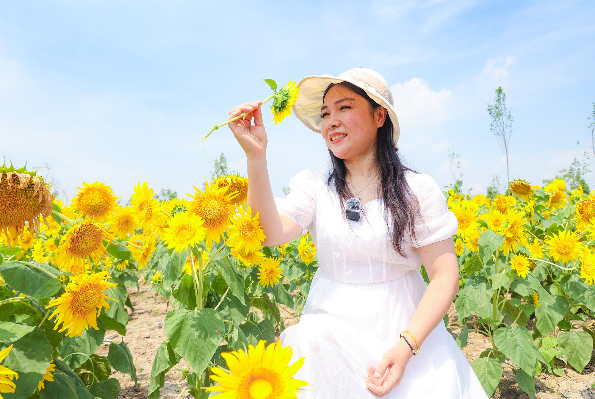 1752108805873956.jpg 20250709 睡莲初醒葵花艳 炎炎夏日添诗意 (1).JPG