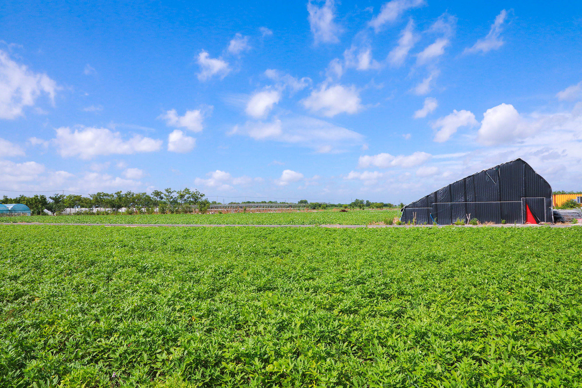 1753316757723921.jpg 20250723 兴垦科技:红薯膨大关键期 高产“薯”光在望.JPG