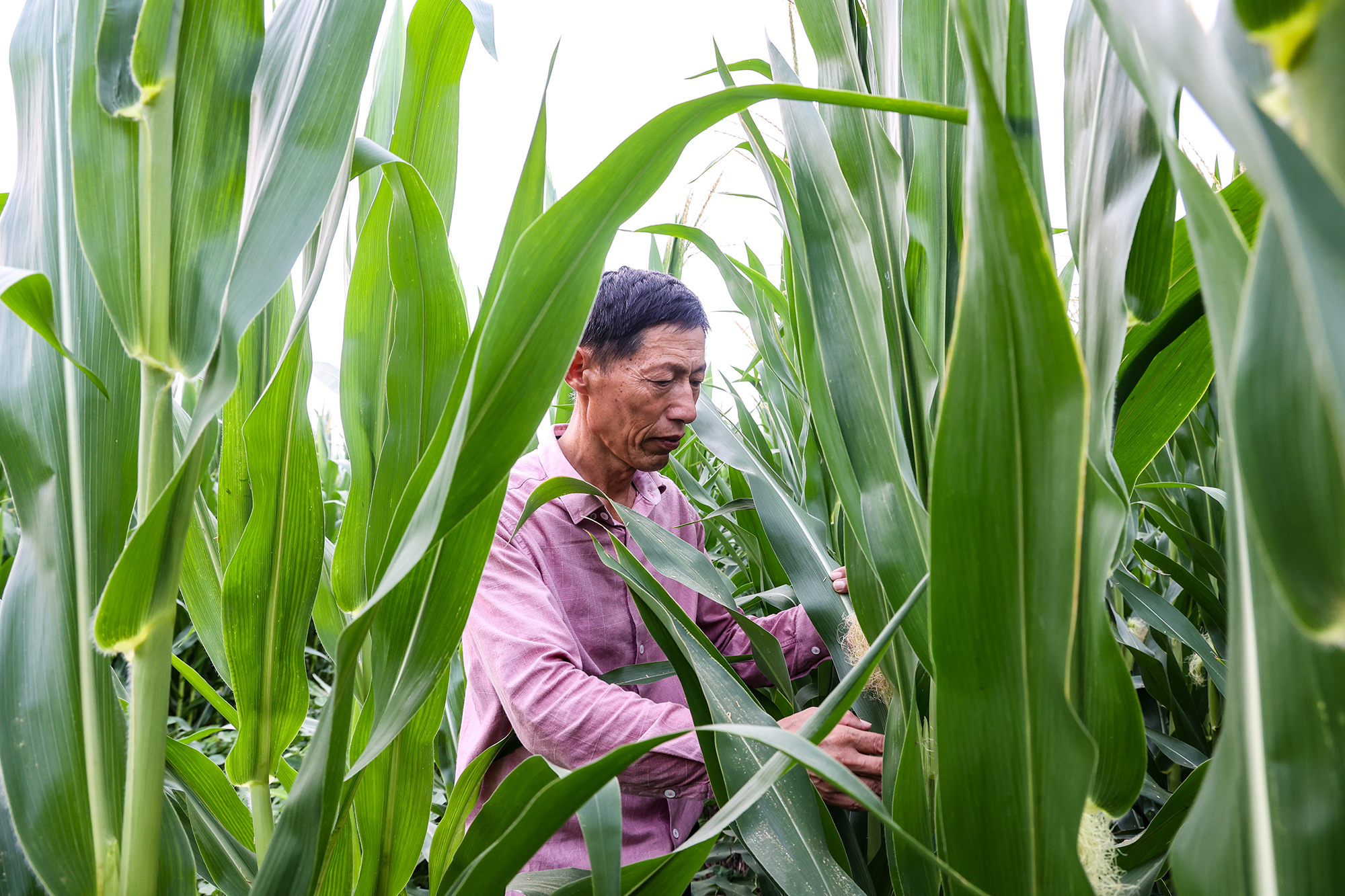 1754442838905866.jpg 20250805 云台农场:以科技“凉”方降玉米病虫热害.JPG