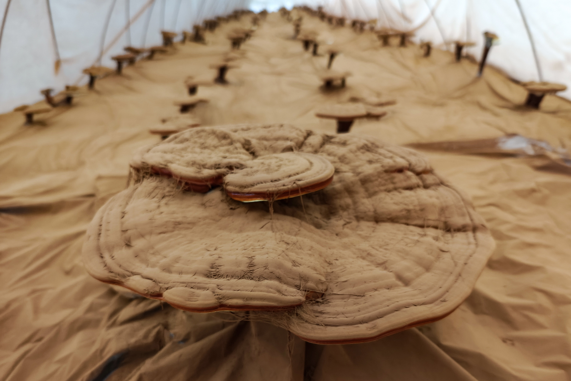 20250806 云台“芝”花铺出新农路.jpg