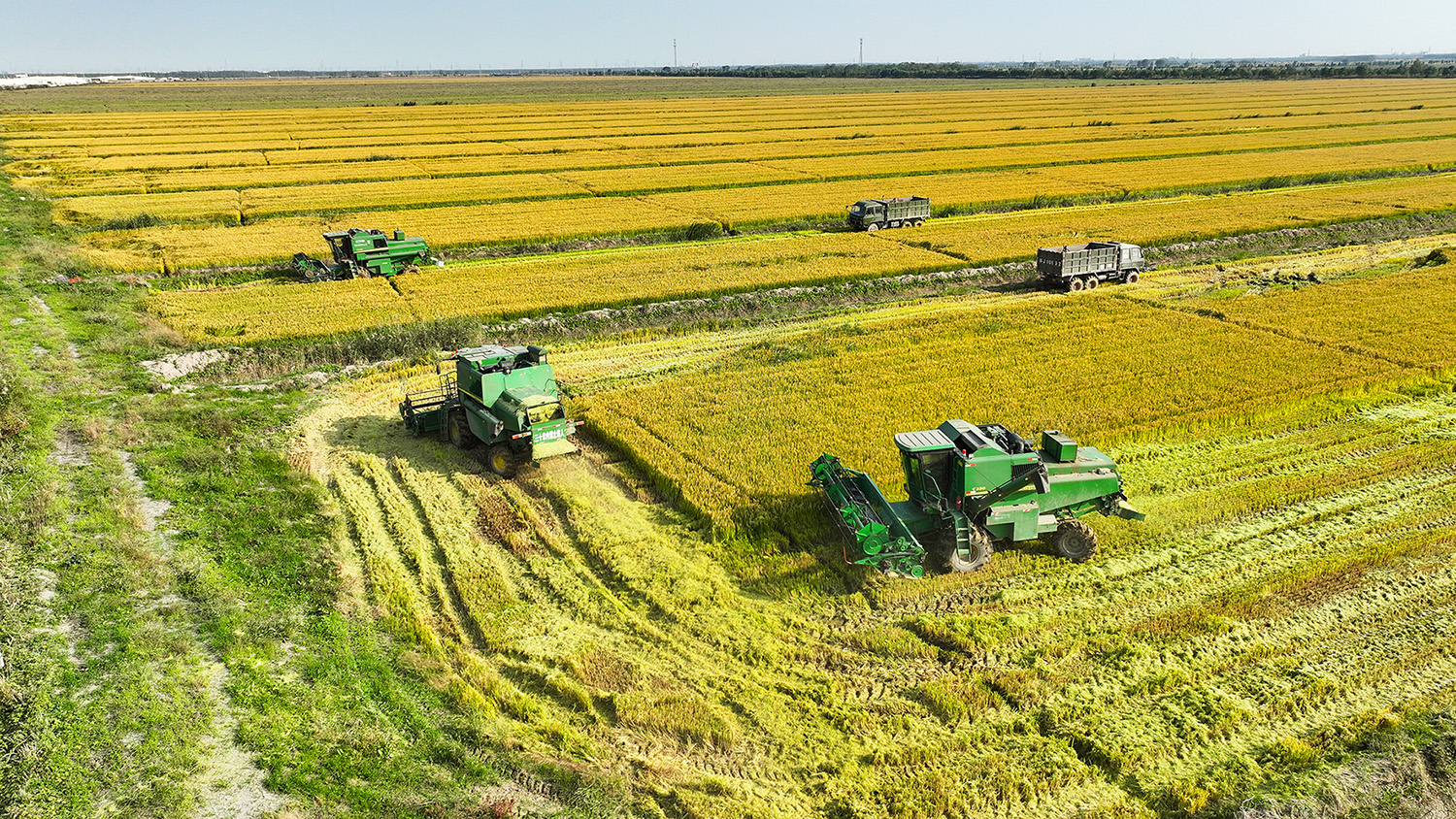 1761612761414129.jpg 秋收2.jpg