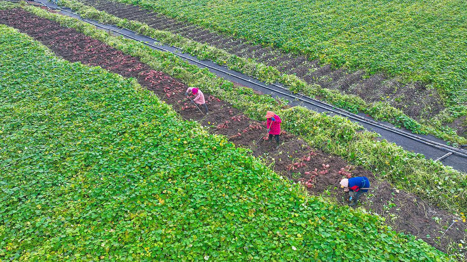 1762130987259123.jpg 20251031云台农场:沃野掘金 薯香满园 (1).JPG