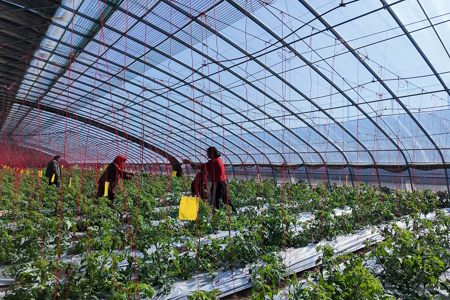 20251105 云台云水湾：晚定植巧避虫害 温室西红柿长势旺 (1).JPG