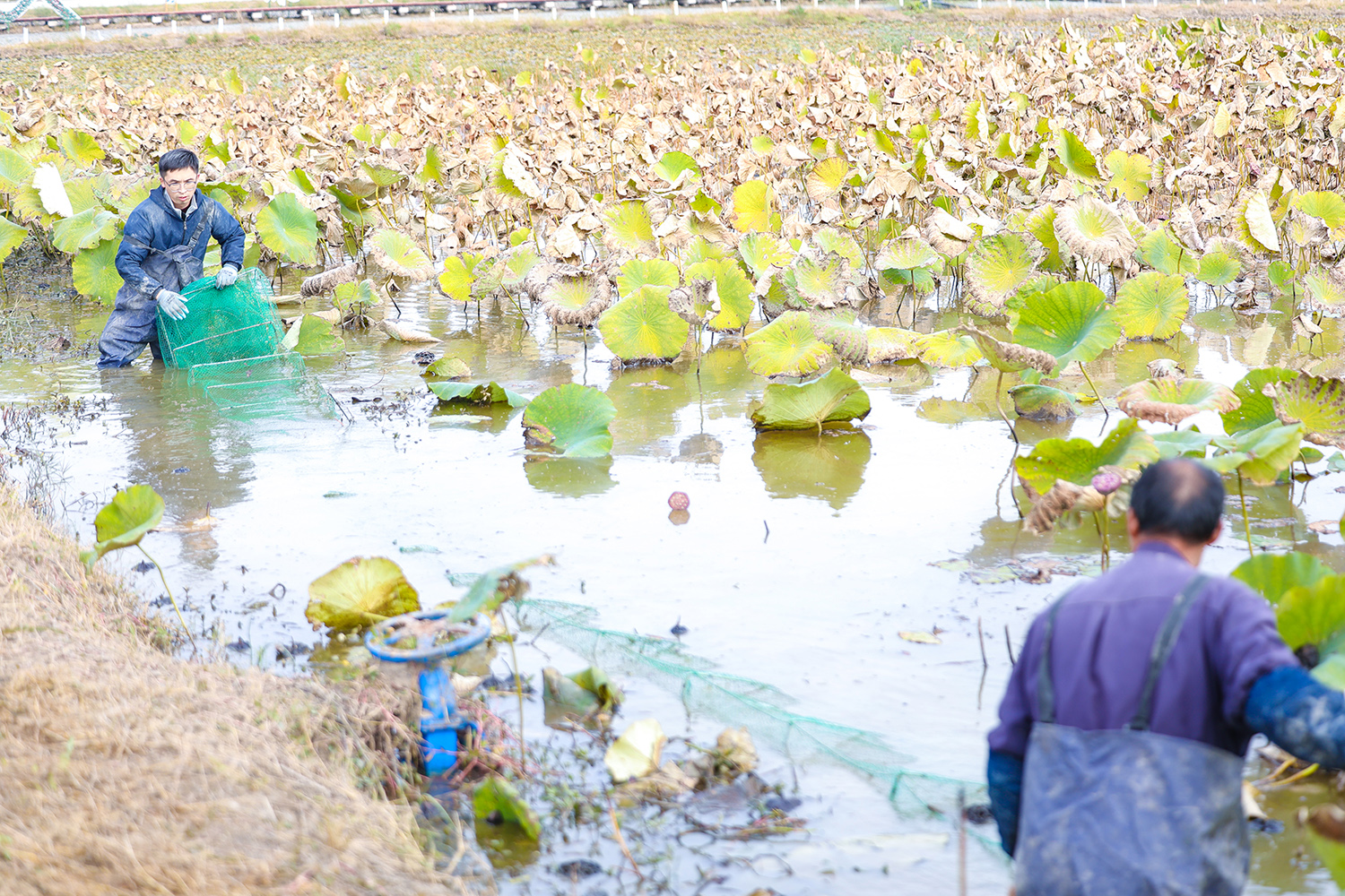 1762823738800158.jpg “睡莲蟹”上市 一池双收效益高 (3).JPG