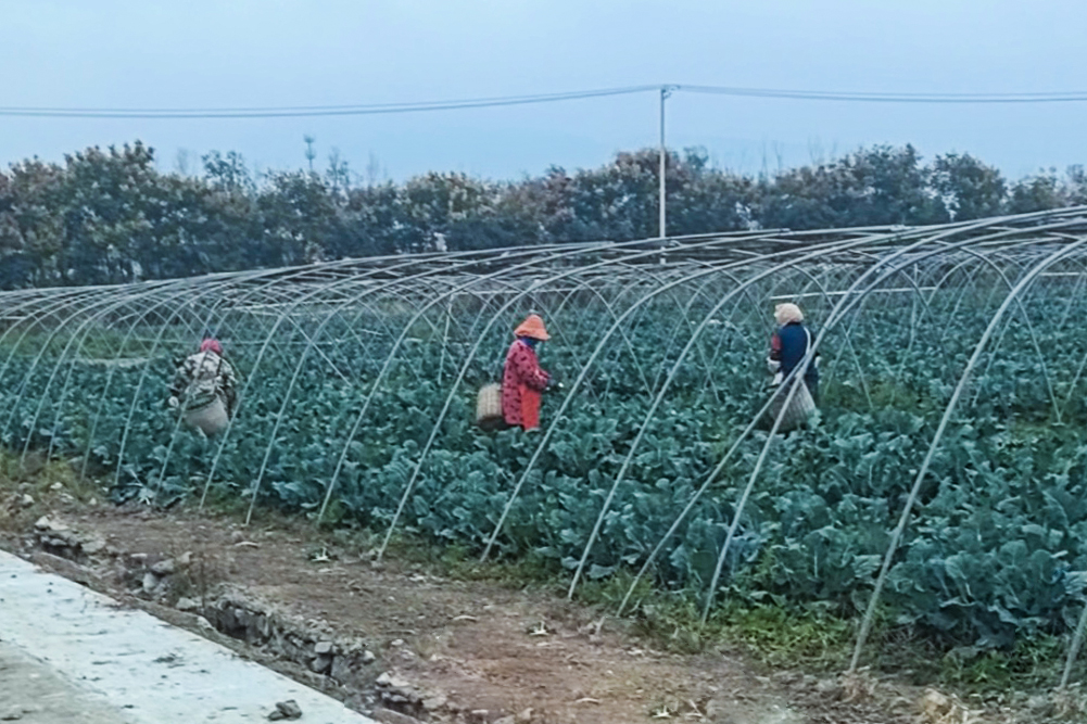 1763942795859900.jpg 20251121 兴垦科技西兰花迎冬丰收,科技赋能土地生金 (1).jpg