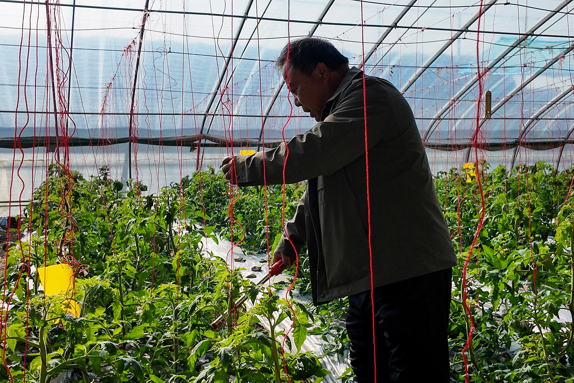 20251126 云台双甜即将上市！草莓与西红柿开启冬日预订模式 (1).JPG