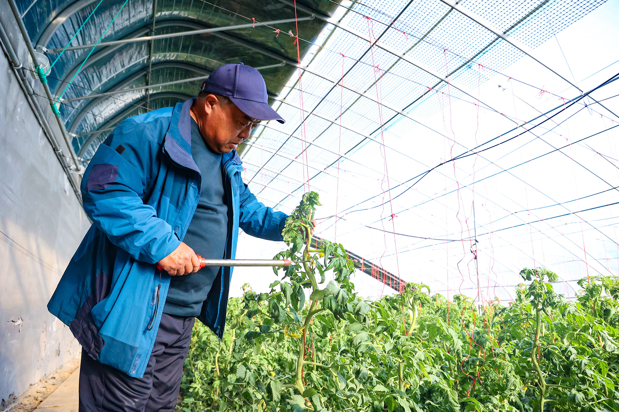 1764552045882572.jpg 20251127 西红柿授粉有了“电动蜜蜂” (1).JPG