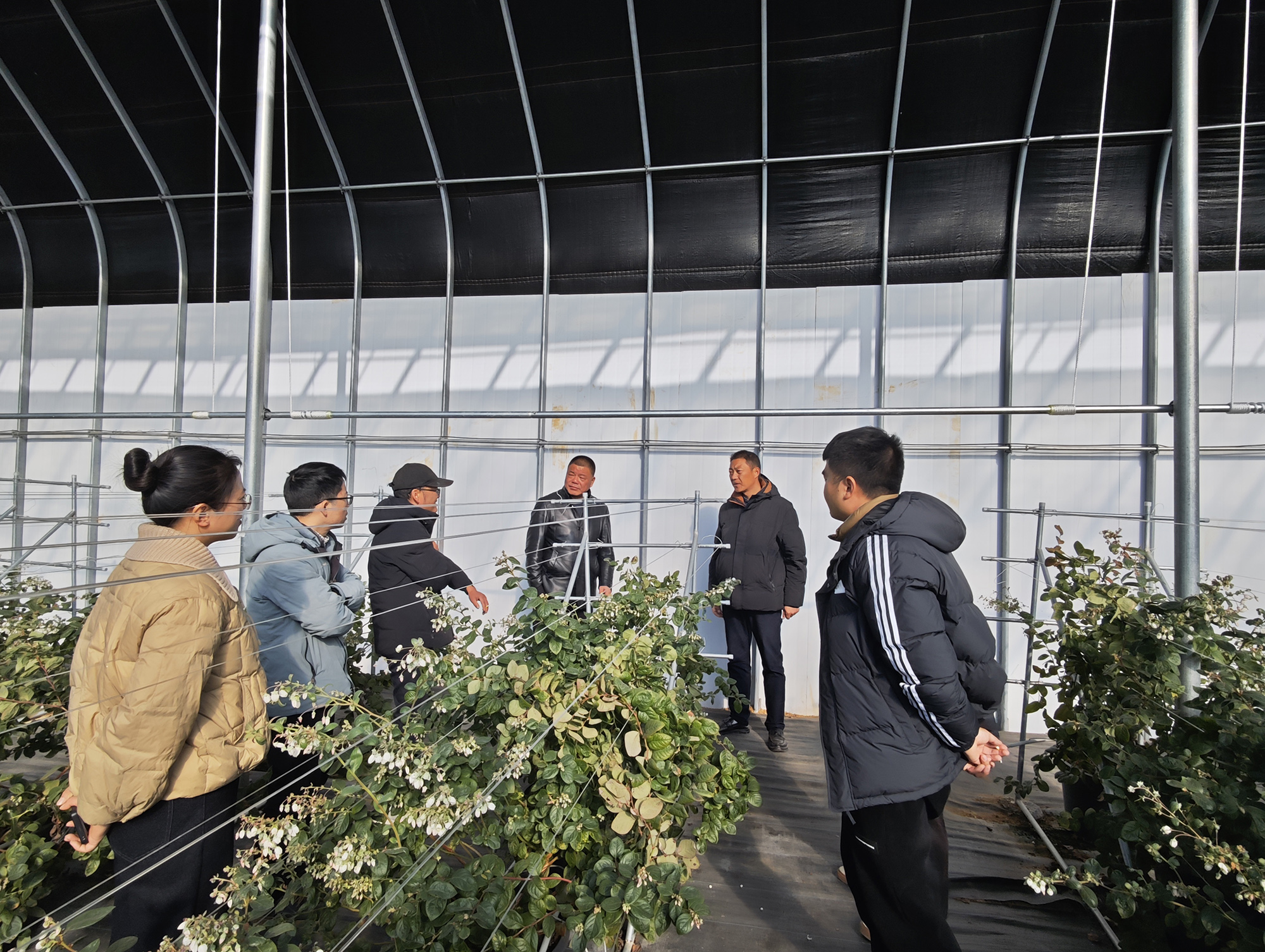 20251127 云台农场赴赣榆沃田集团调研蓝莓种植技术.jpg