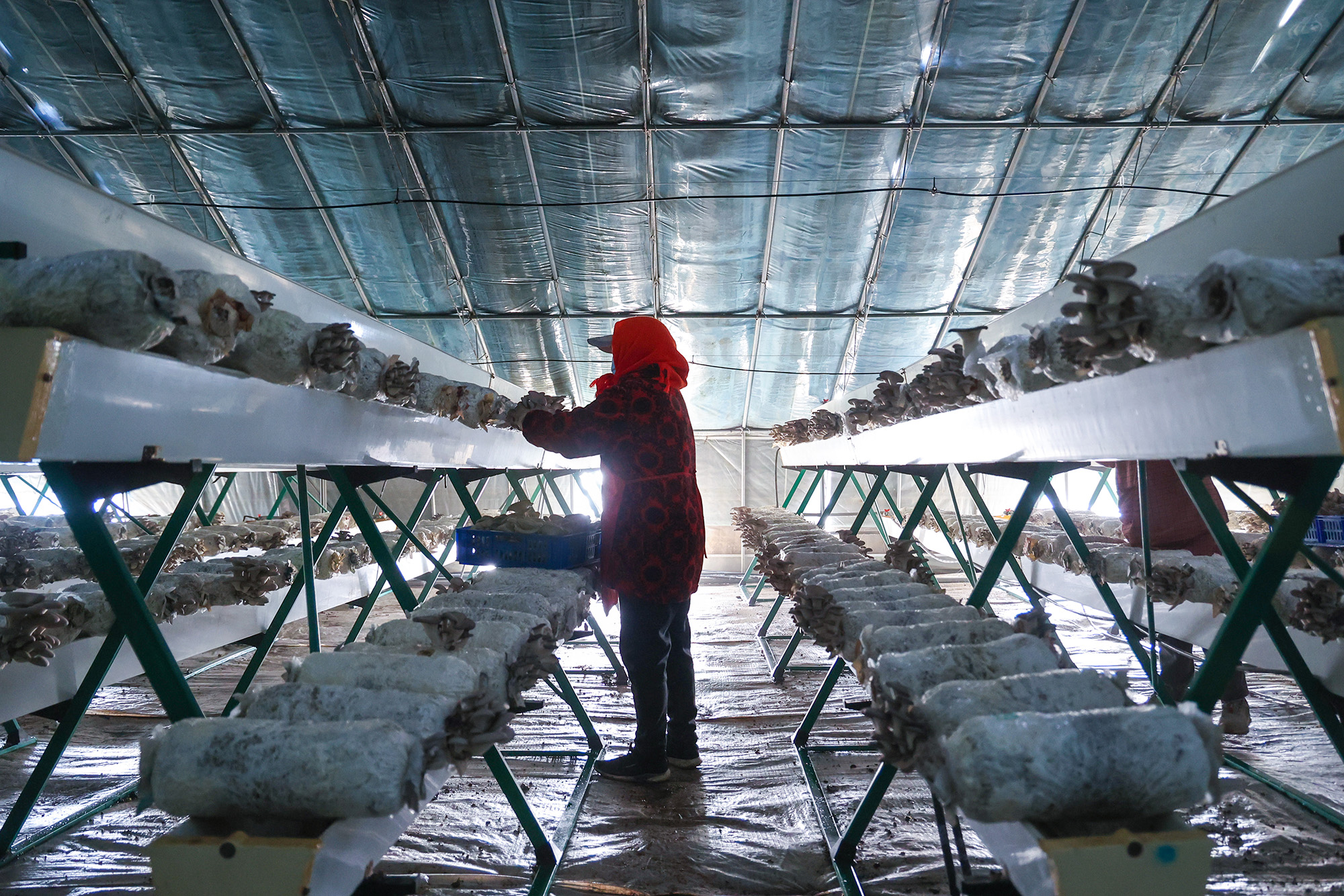 1764727928486847.jpg 20251203 云台平菇抢“鲜”上市 助农增收添动能.JPG