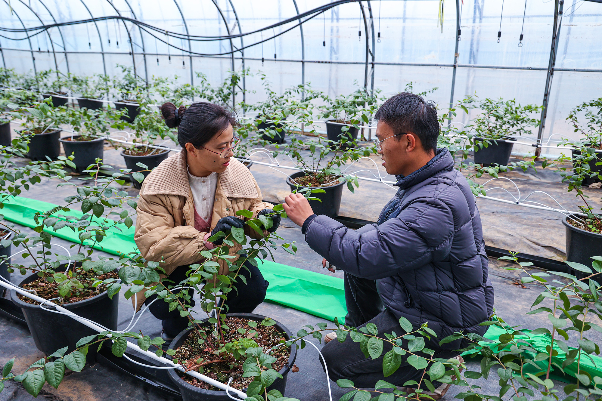 1765241497248856.jpg 20251209 云台农场盆栽蓝莓让“采摘乐”进家庭.JPG