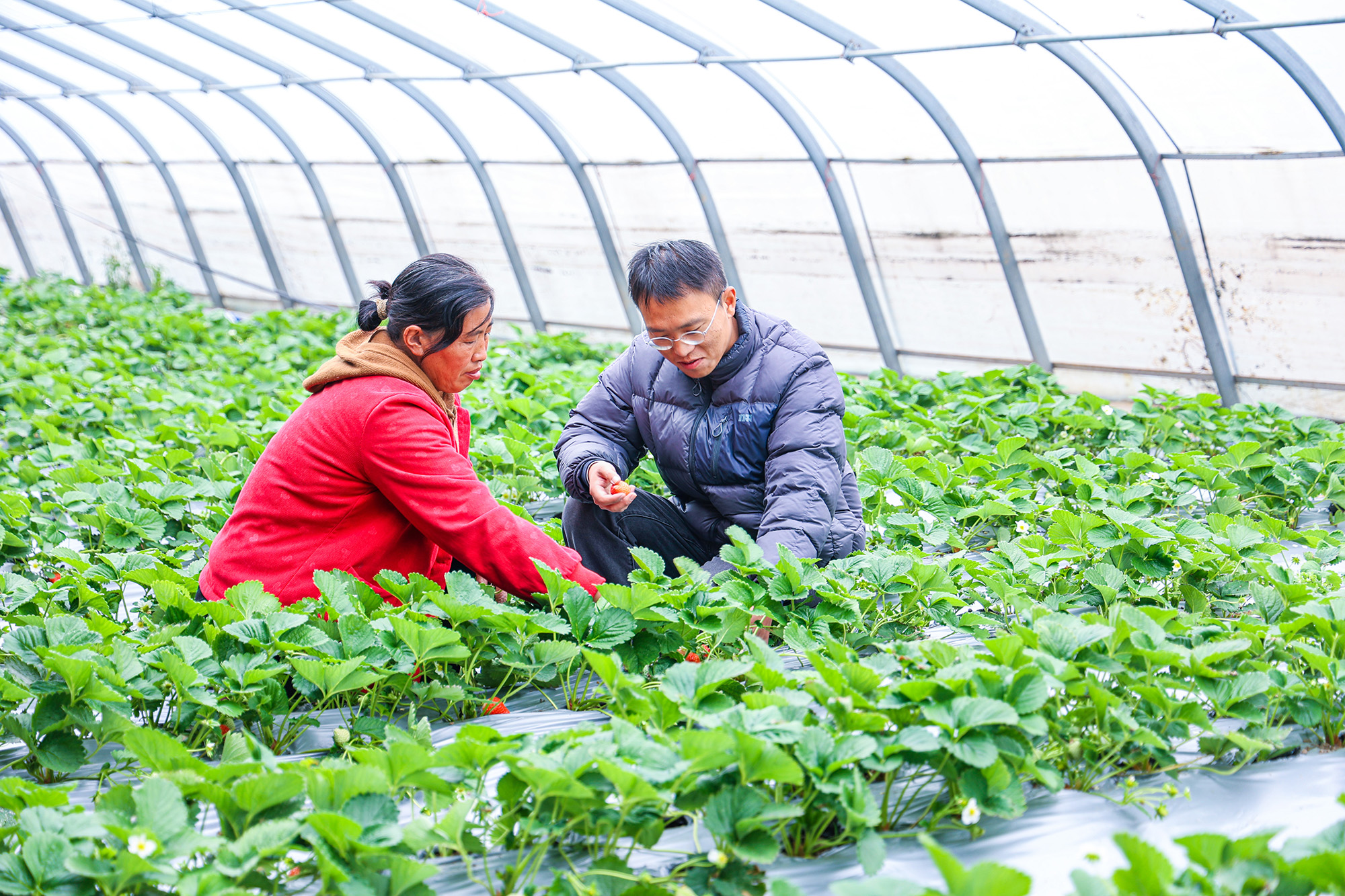 20251204 头茬草莓抢“鲜”上市头茬草莓抢“鲜”上市 (2).JPG