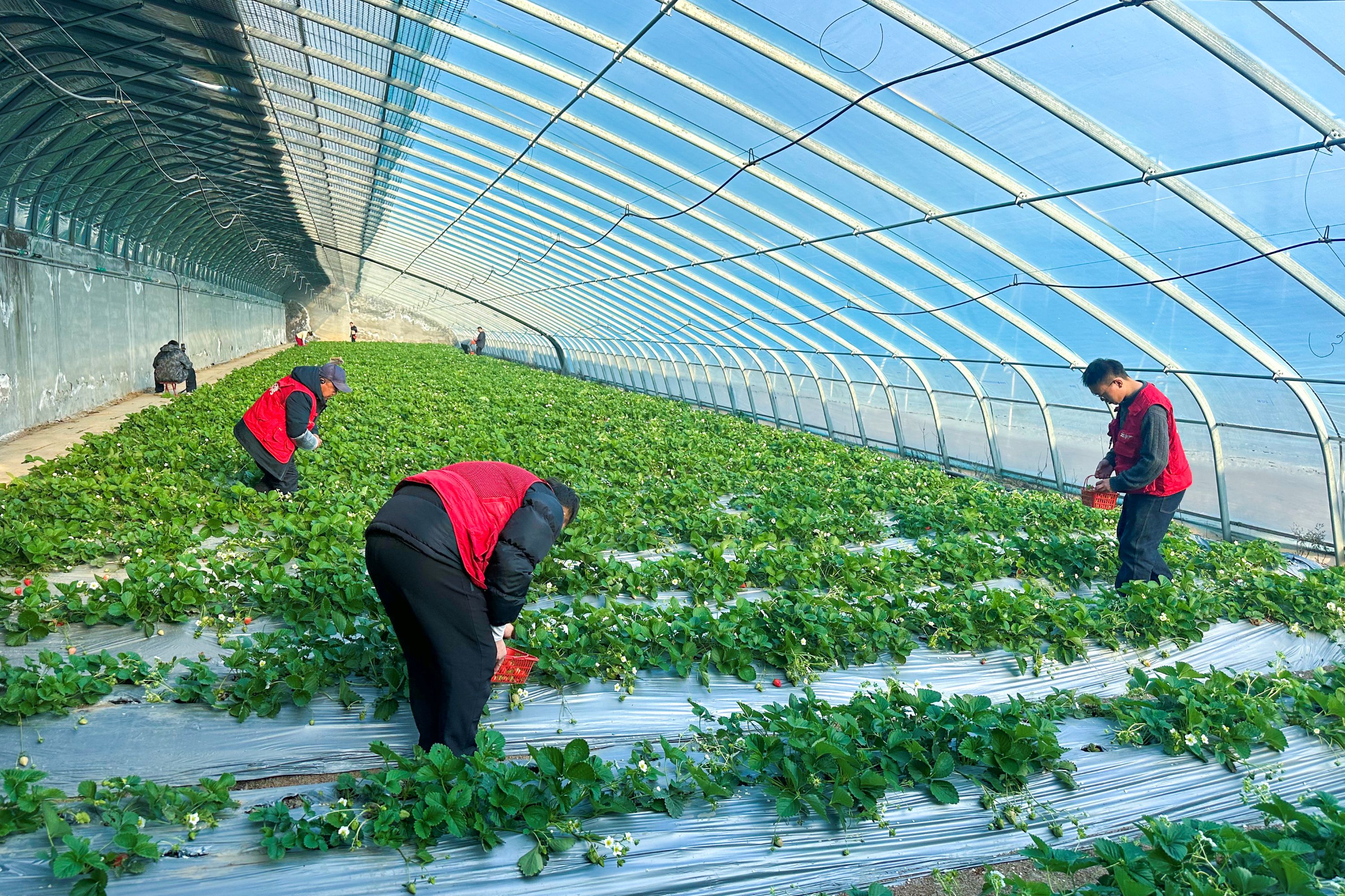 20260113 云水湾：草莓棚里志愿红 降本增效在行动.jpg