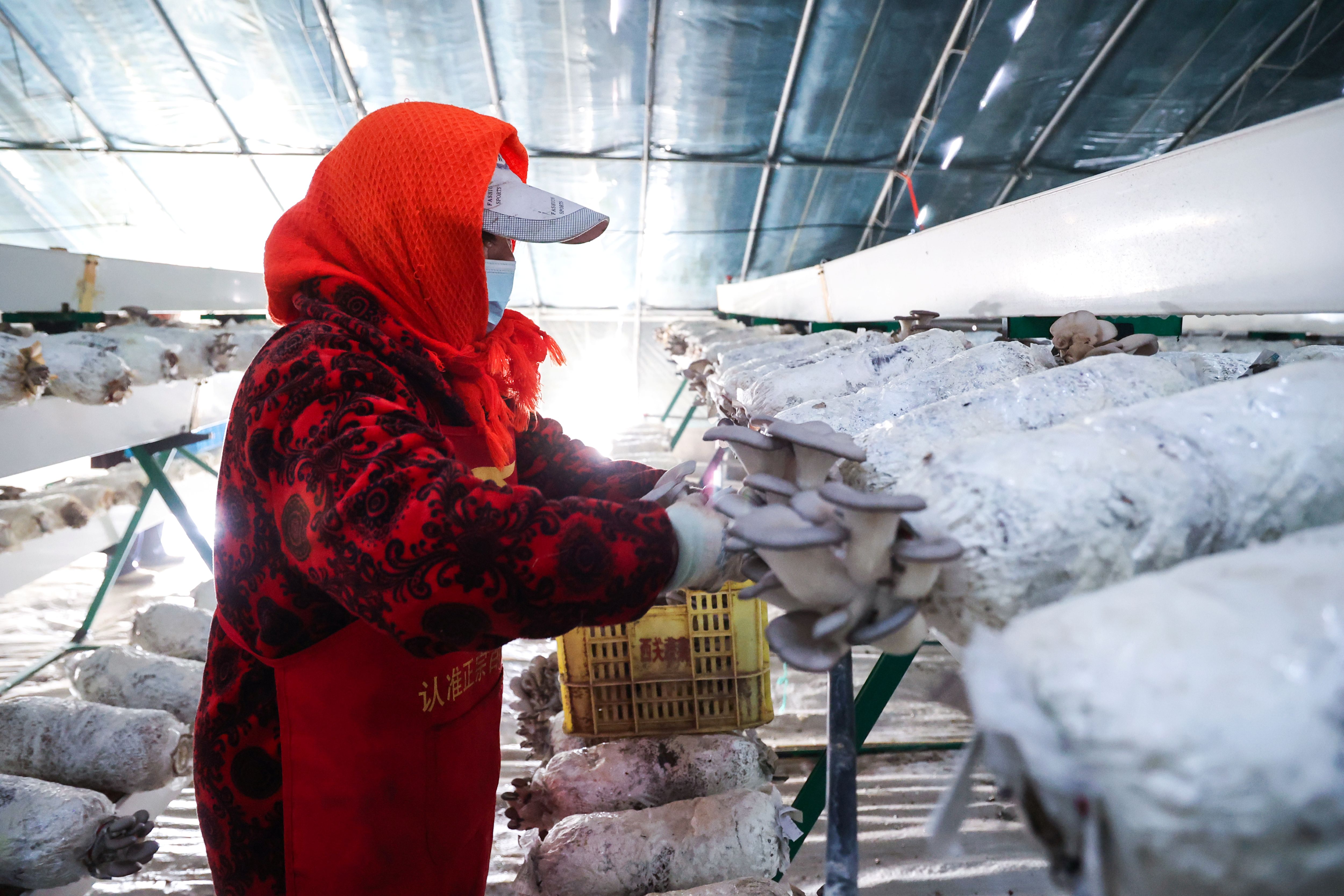 1769392228810341.jpg 20260125 云台农场:平菇采收正当时.jpg