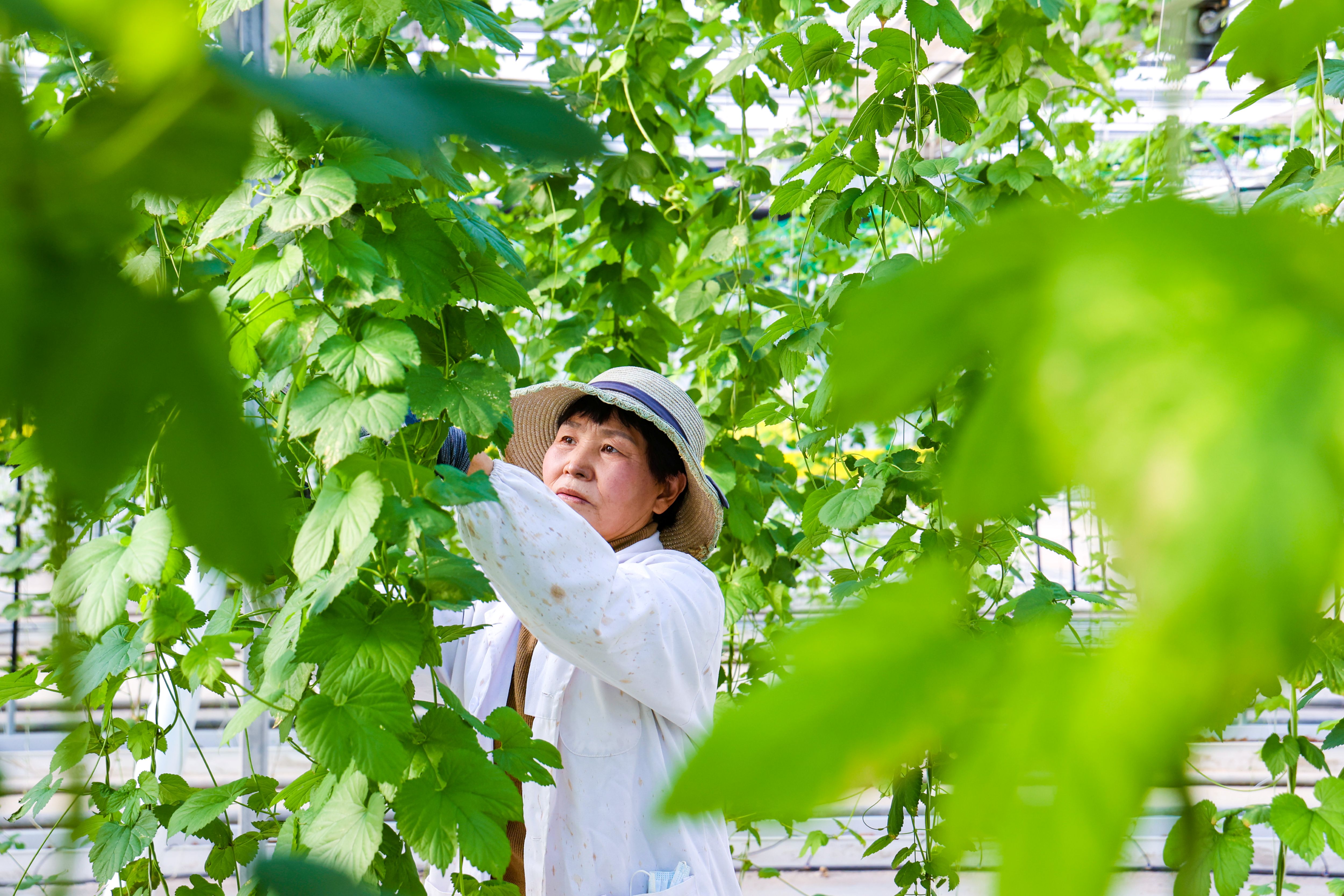 1770013559251337.jpg 20260202 农业“冬闲”在这里破解.JPG