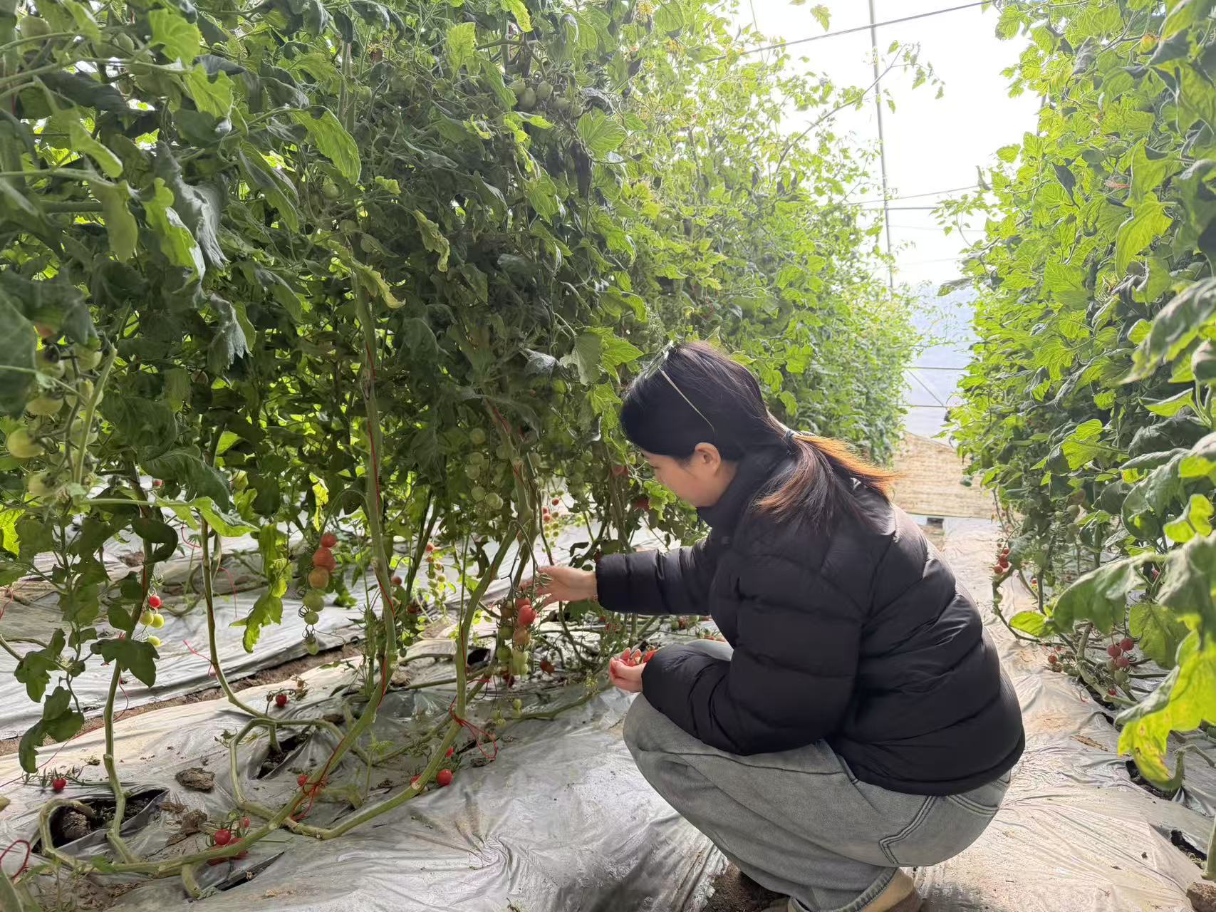 1770883297161018.jpg 20260212 甜蜜上市,小小西红柿映红致富路 (1).jpg