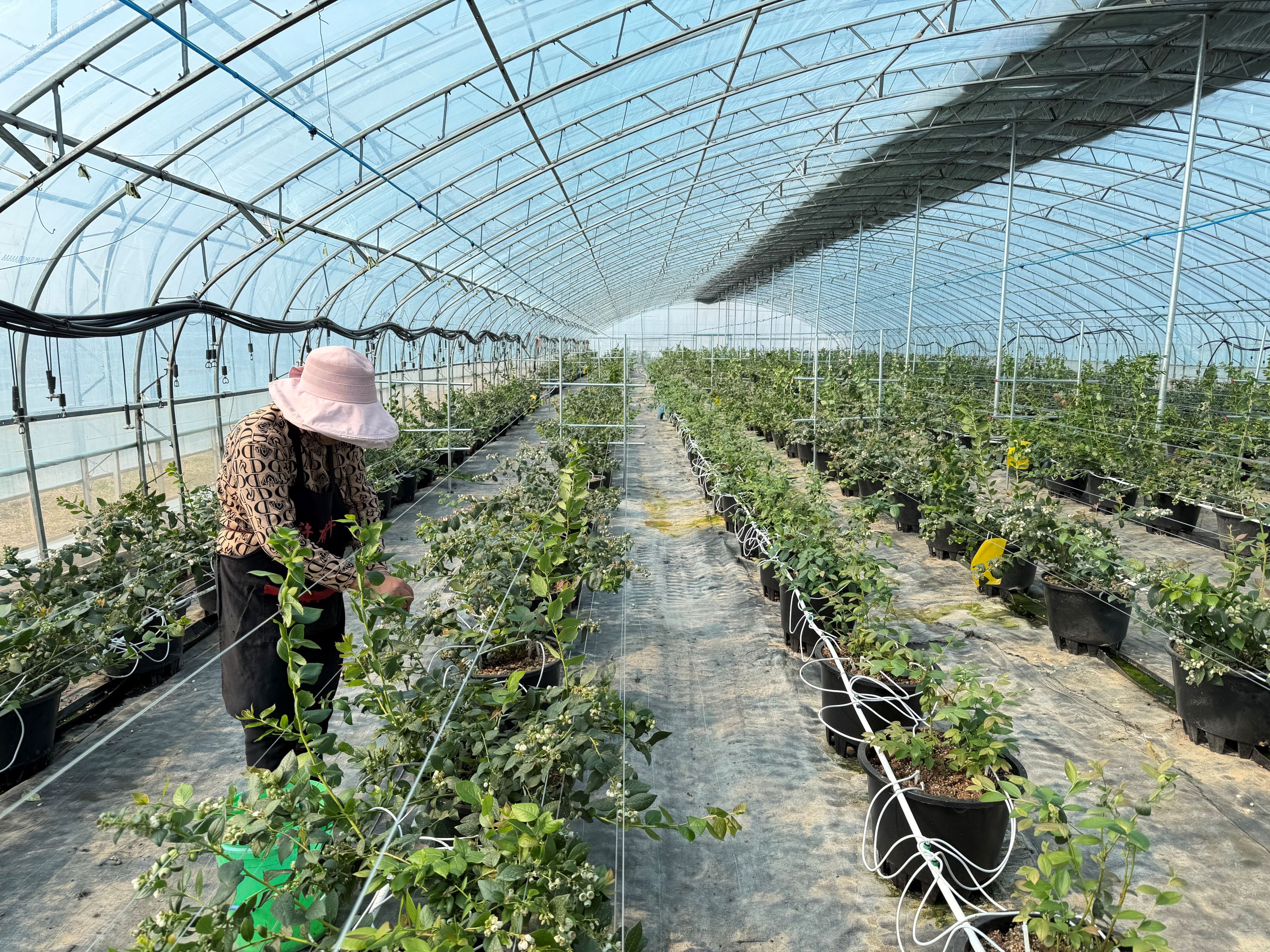 20260313 蓝莓进入转色期 精细化管护助产“甜蜜果” (2).JPG