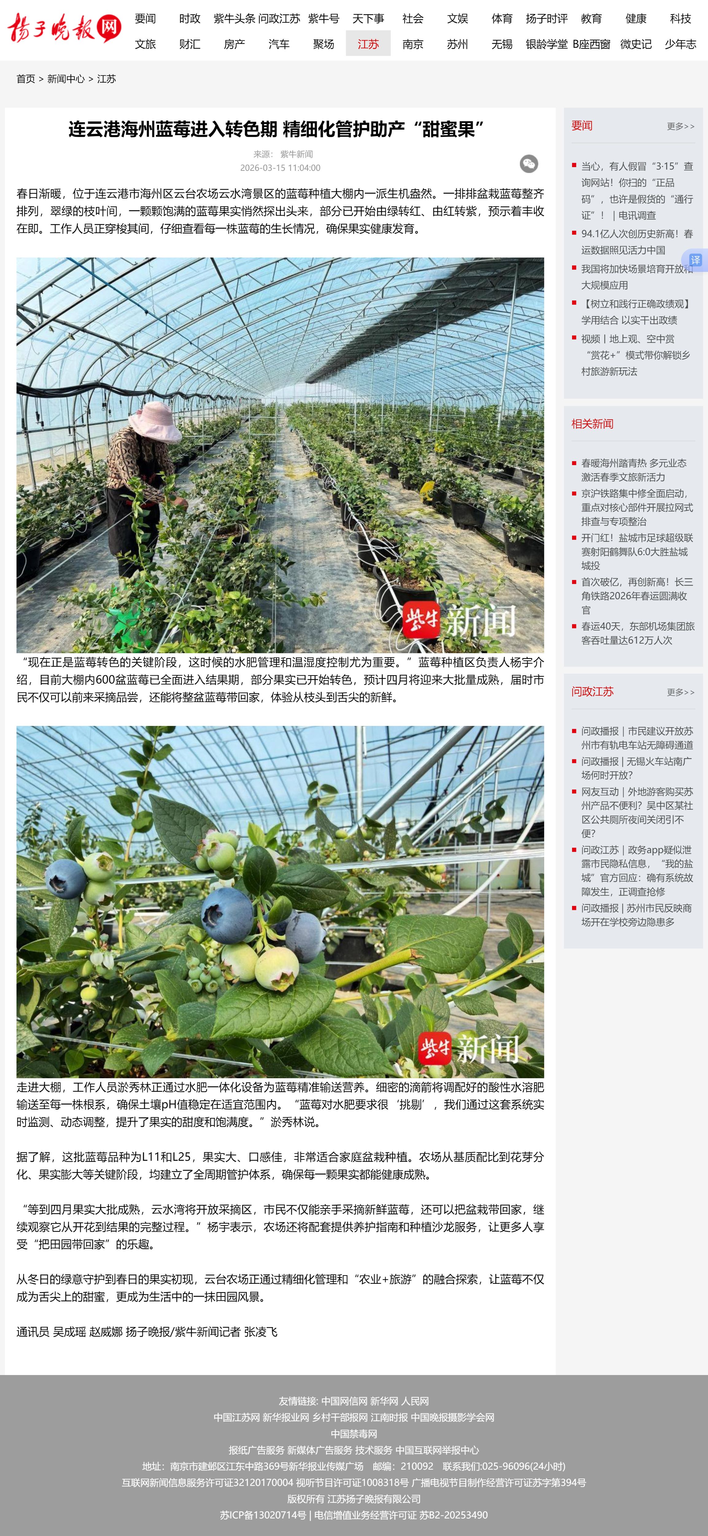 3.15吴成瑶-扬子晚报网 连云港海州蓝莓进入转色期 精细化管护助产“甜蜜果”.jpg