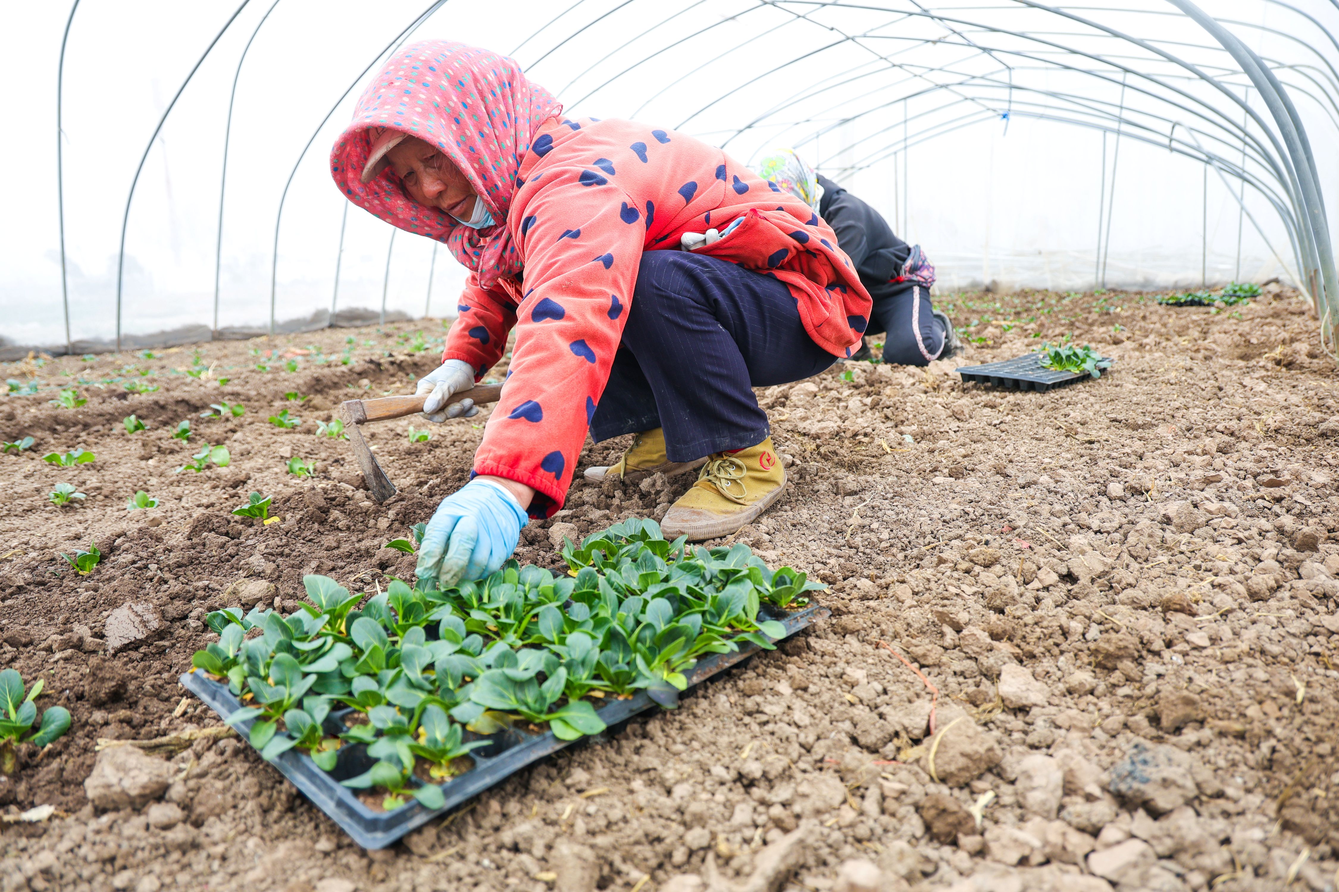兴垦科技大棚种下“青梗3号” (1).JPG