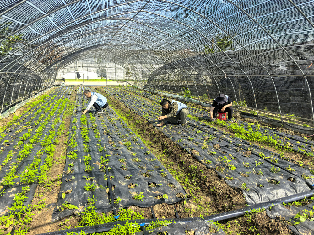 20260424 兴垦农业科技：柔毛淫羊藿试验种植管护忙 (2).jpg