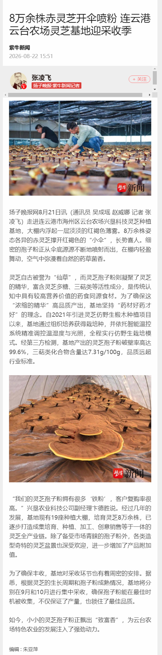 8.22吴成瑶 紫牛新闻 8万余株赤灵芝开伞喷粉 连云港云台农场灵芝基地迎采收季.png