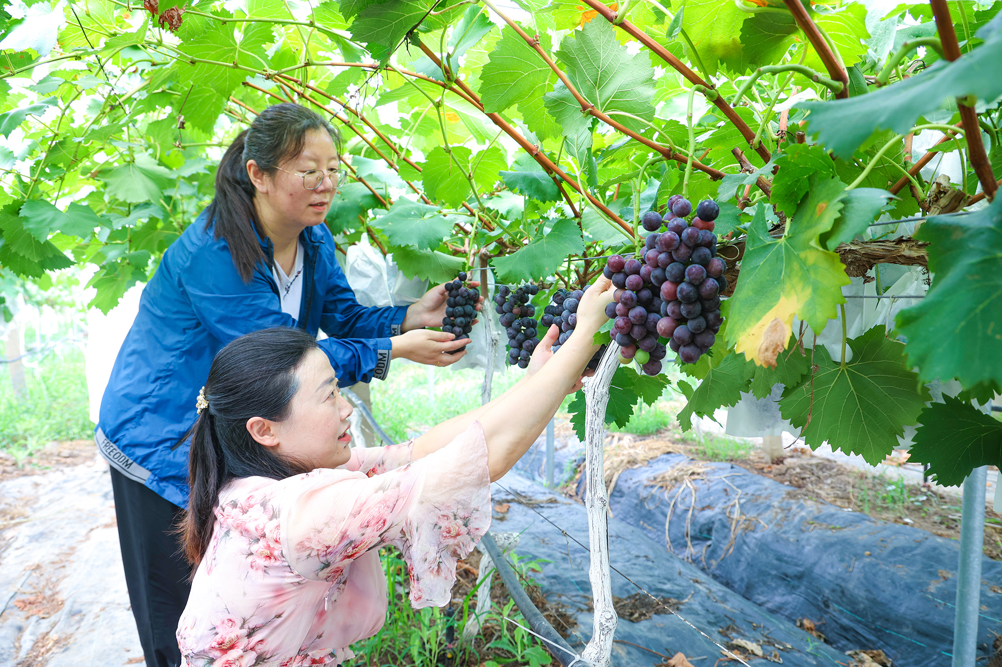 /gb2312/sdcy/stly/2482.html