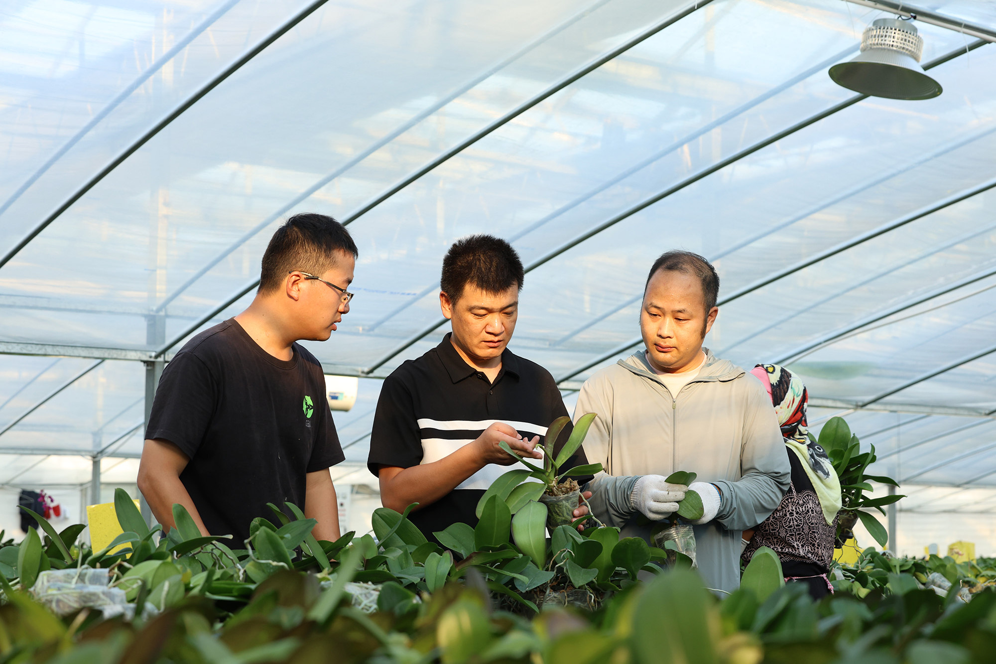 /gb2312/sdcy/xdny/2515.html