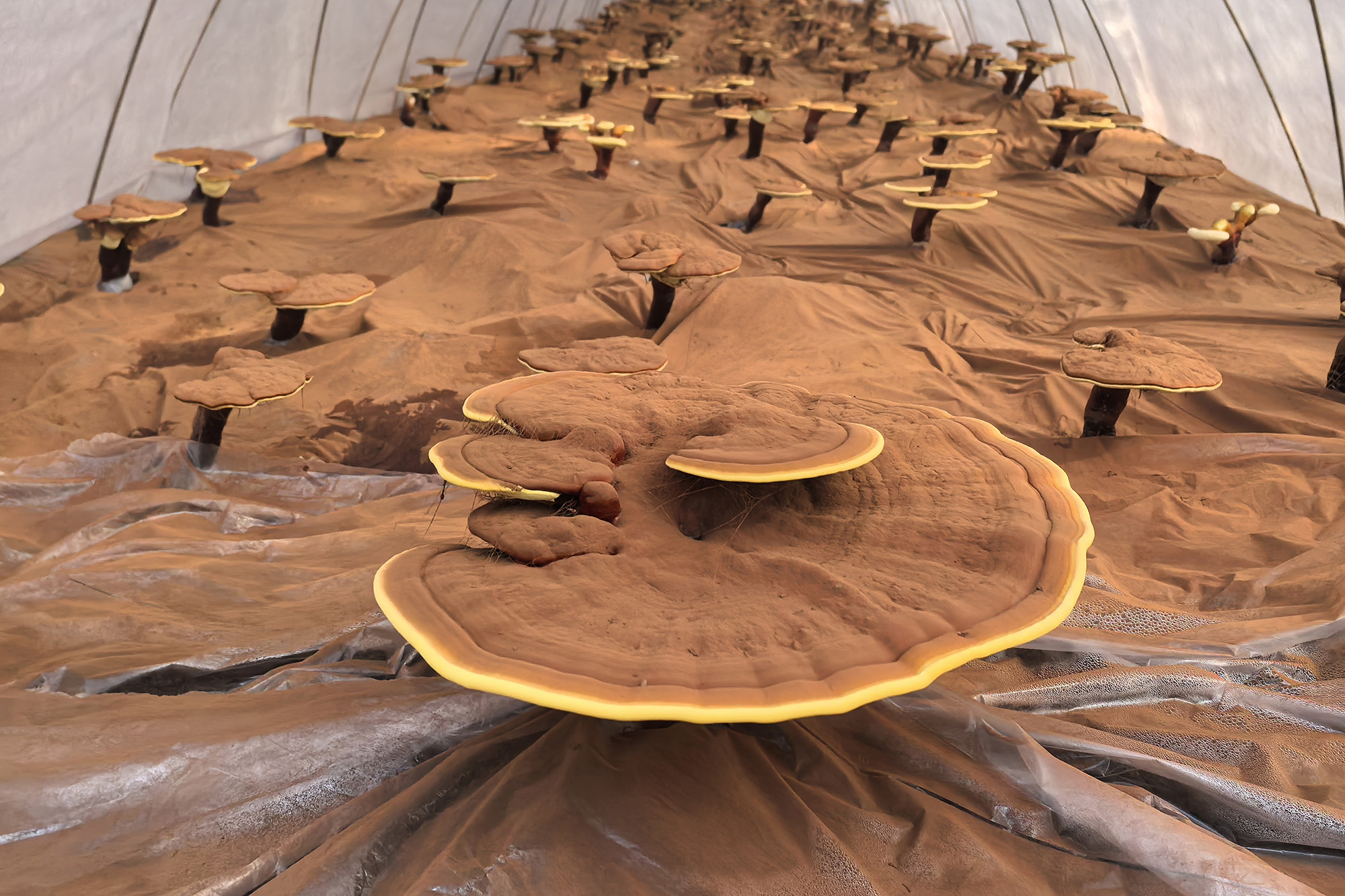 /gb2312/sdcy/xdny/2534.html